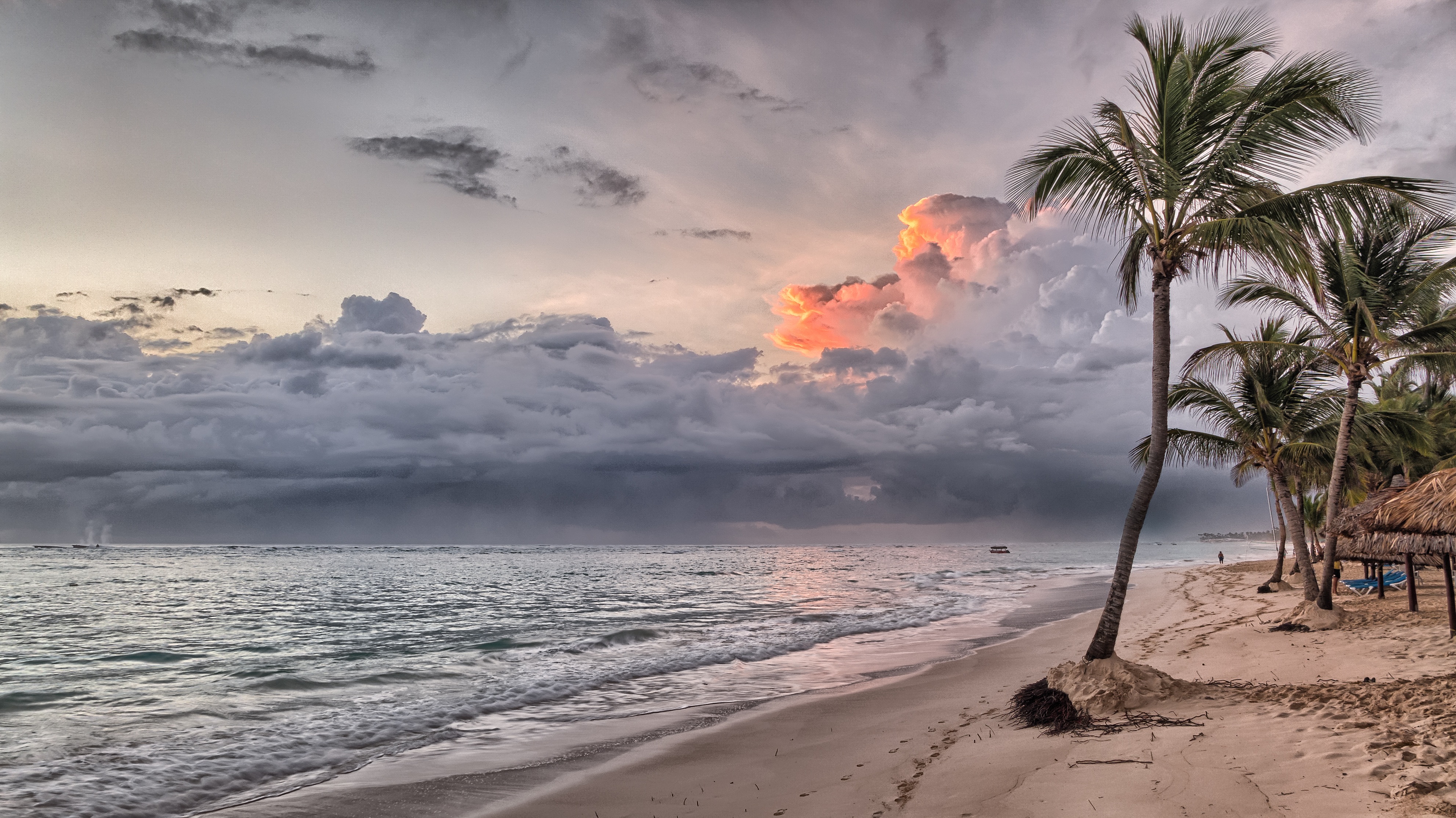 Beach Summer Ocean Trees Wind Flowing