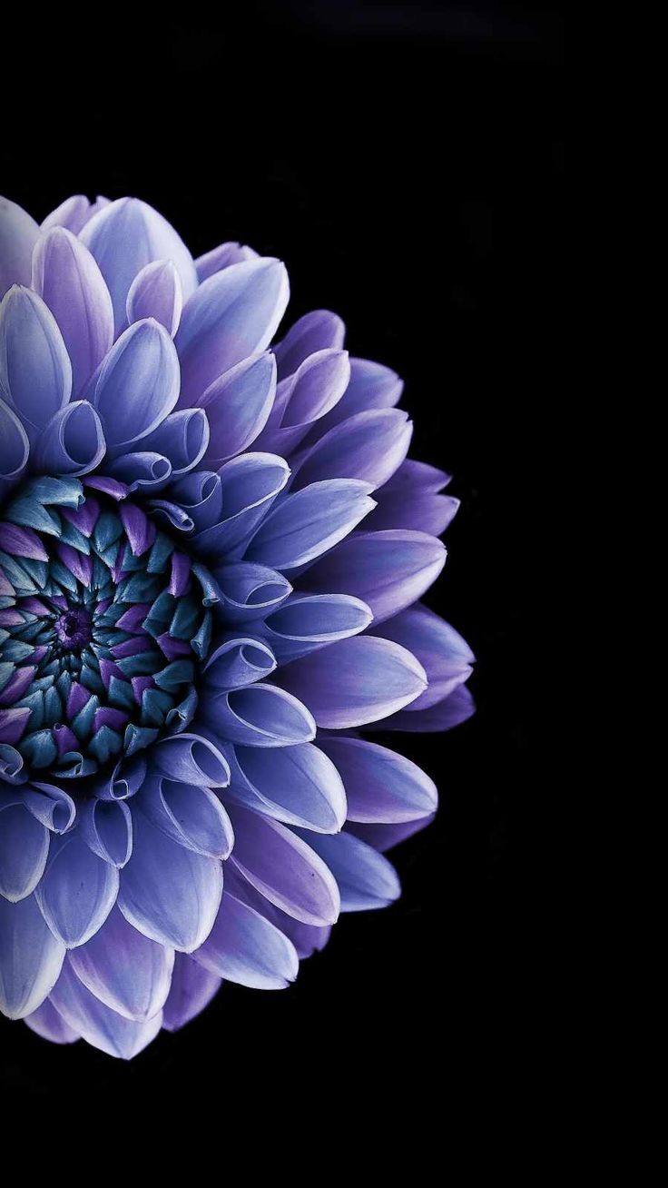 Macro Flower IPhone Wallpaper