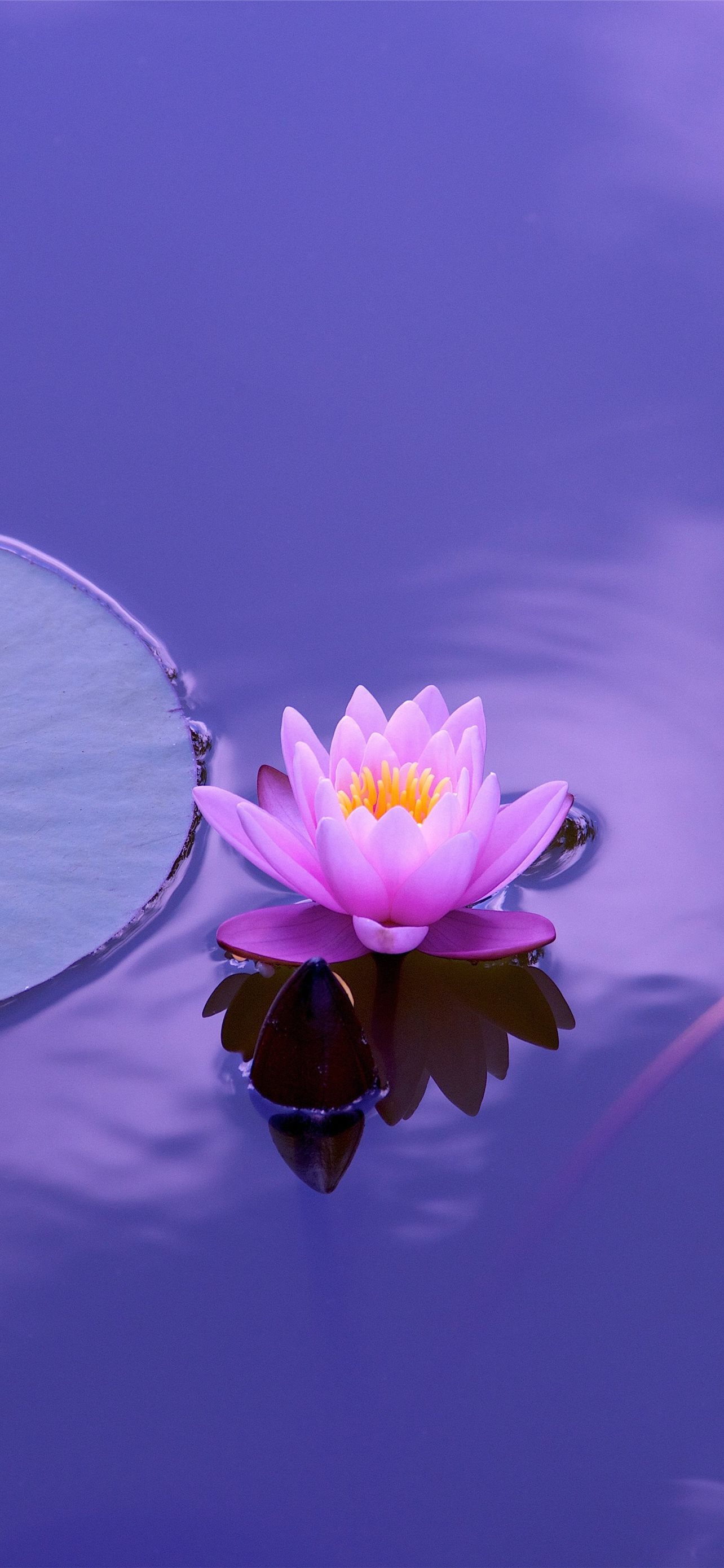 Best Lotus flower iPhone HD Wallpaper