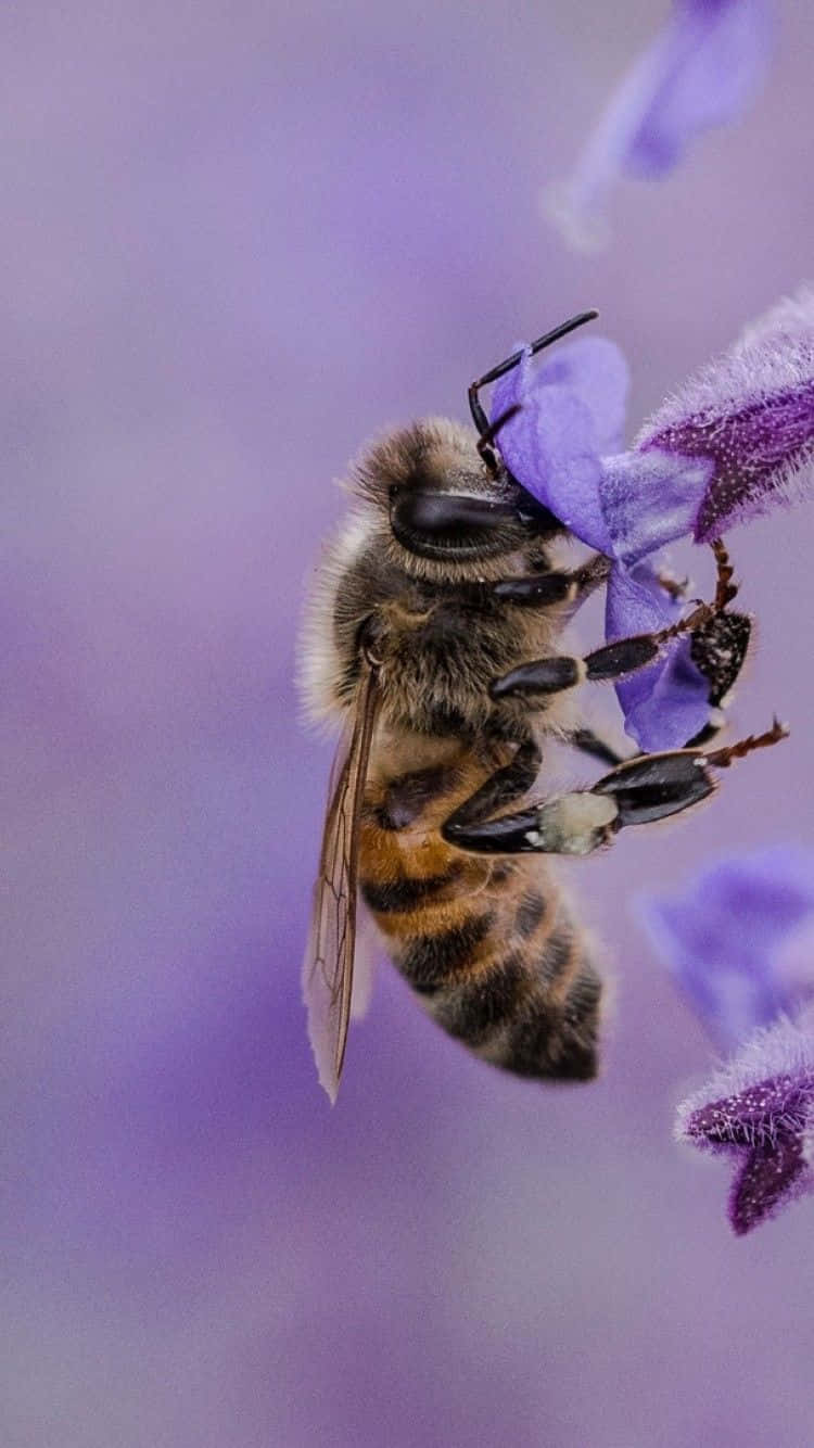 Bee Lavander Gathering iPhone Wallpaper