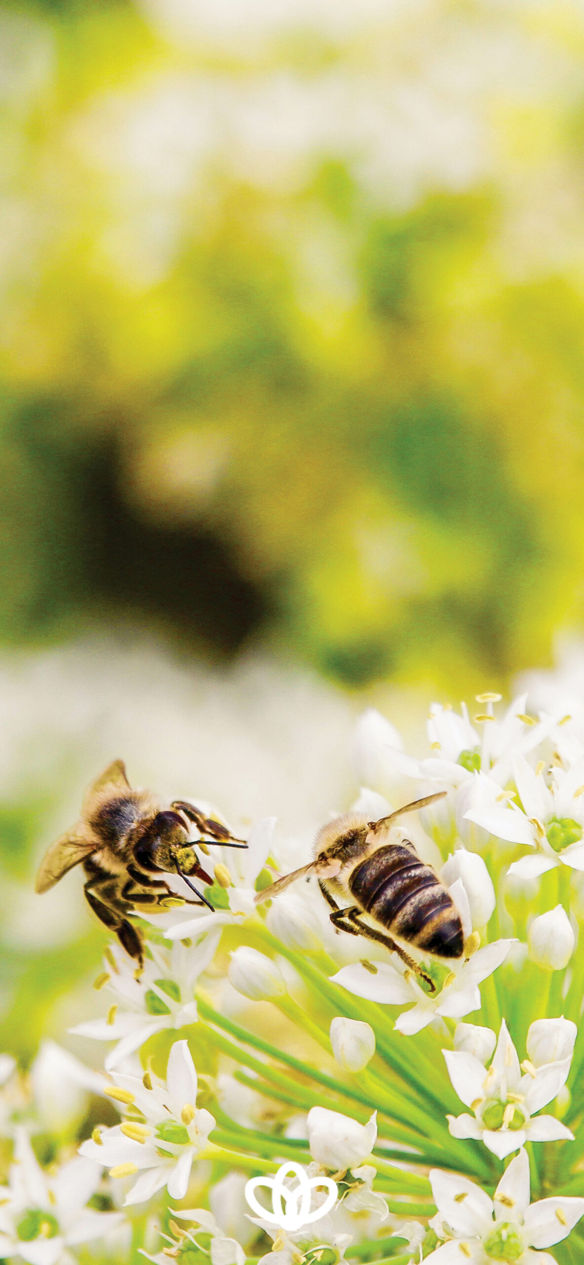 Honeybee Wallpaper Honey