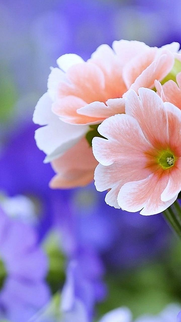 Flower Wallpaper Image • nandita
