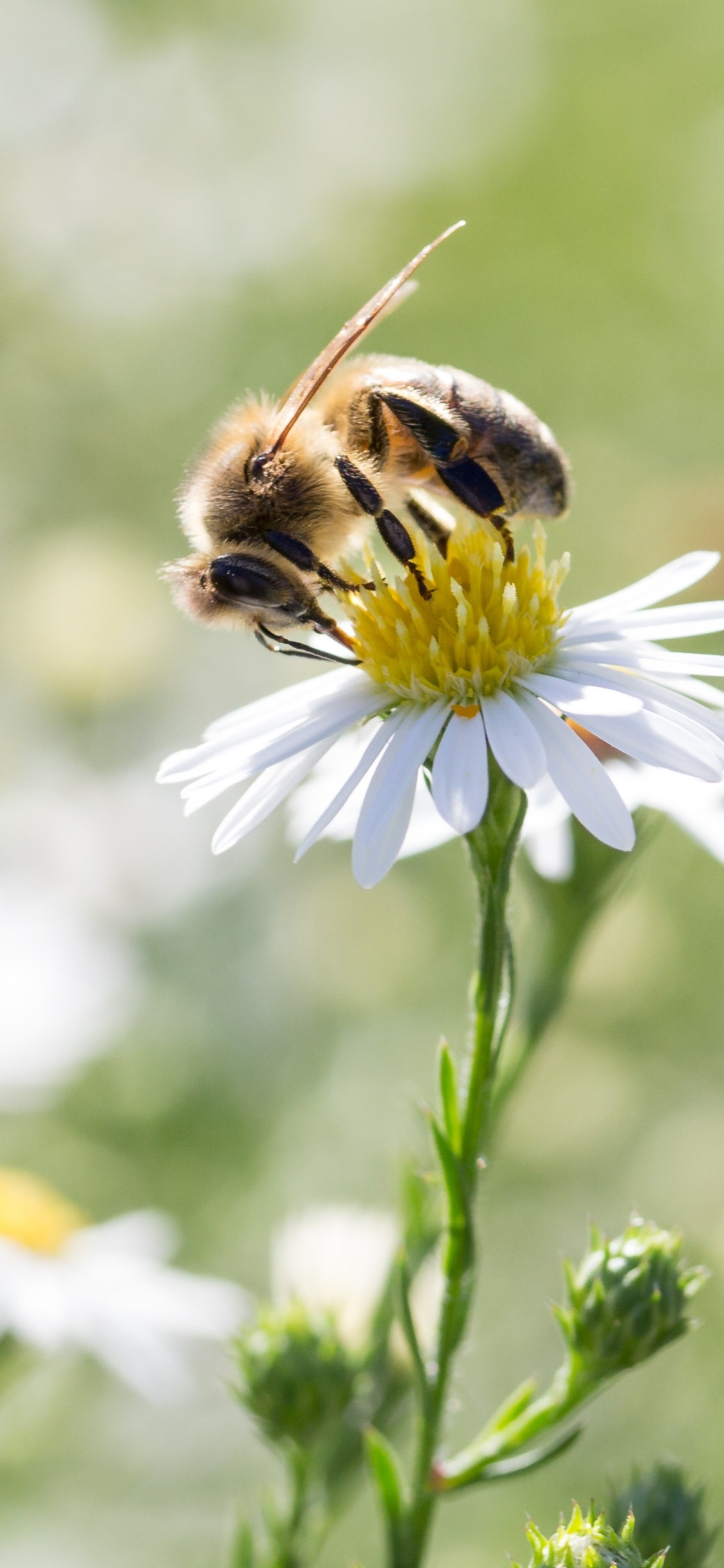 Download Bee wallpaper for mobile