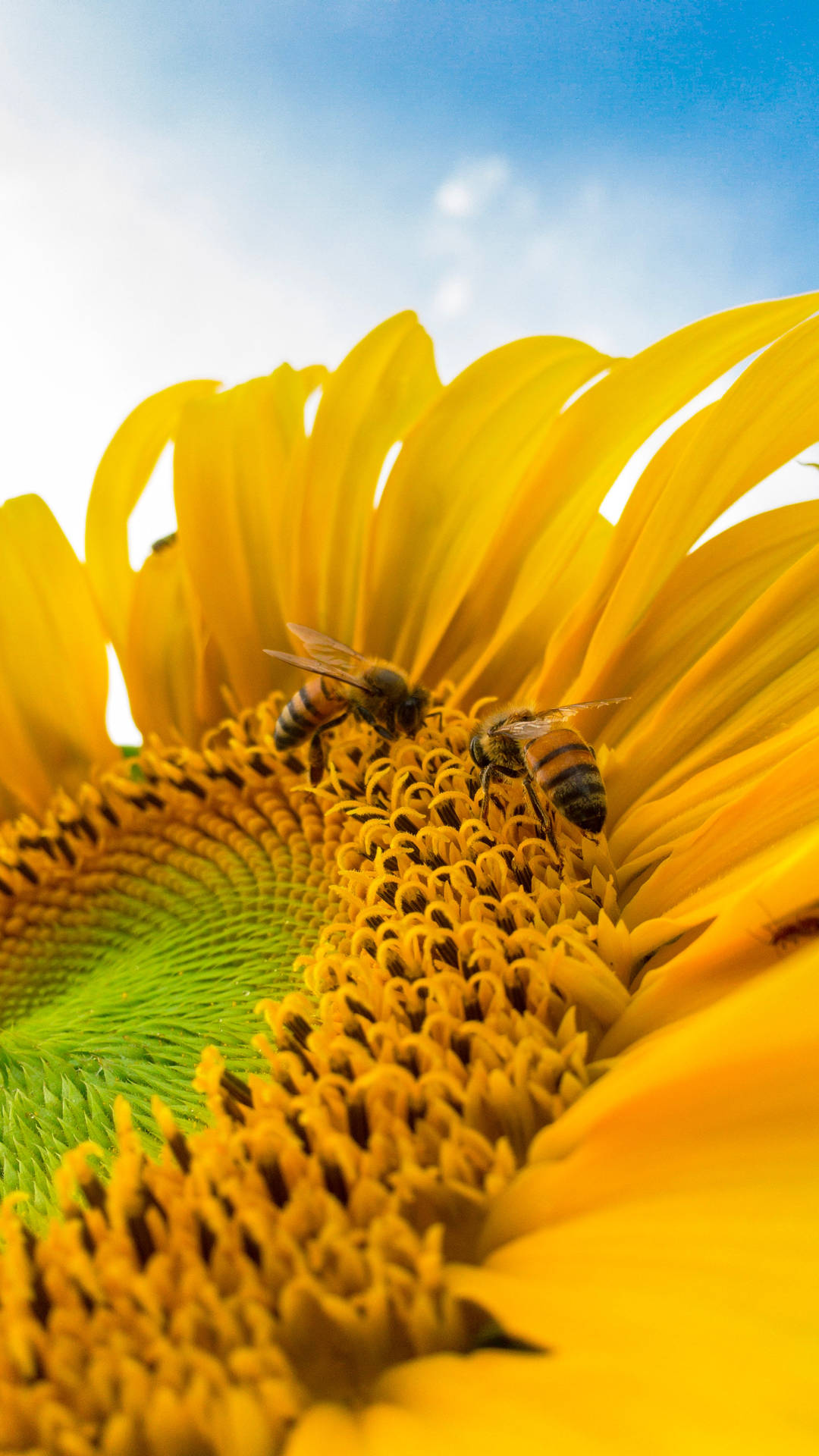 Download free Bees In Sunflower iPhone