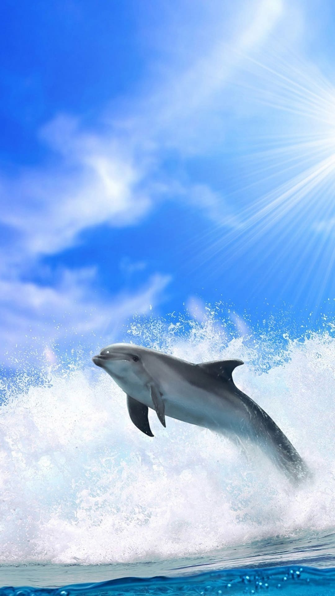 Best Dolphin iPhone Wallpaper