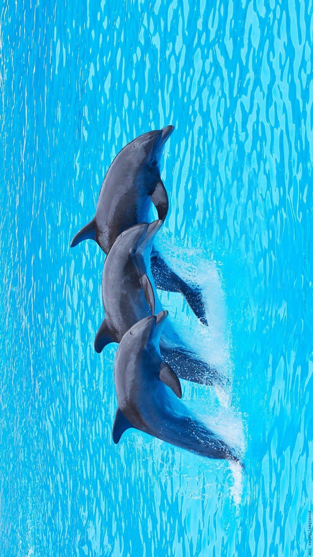 Best Dolphin iPhone Wallpaper
