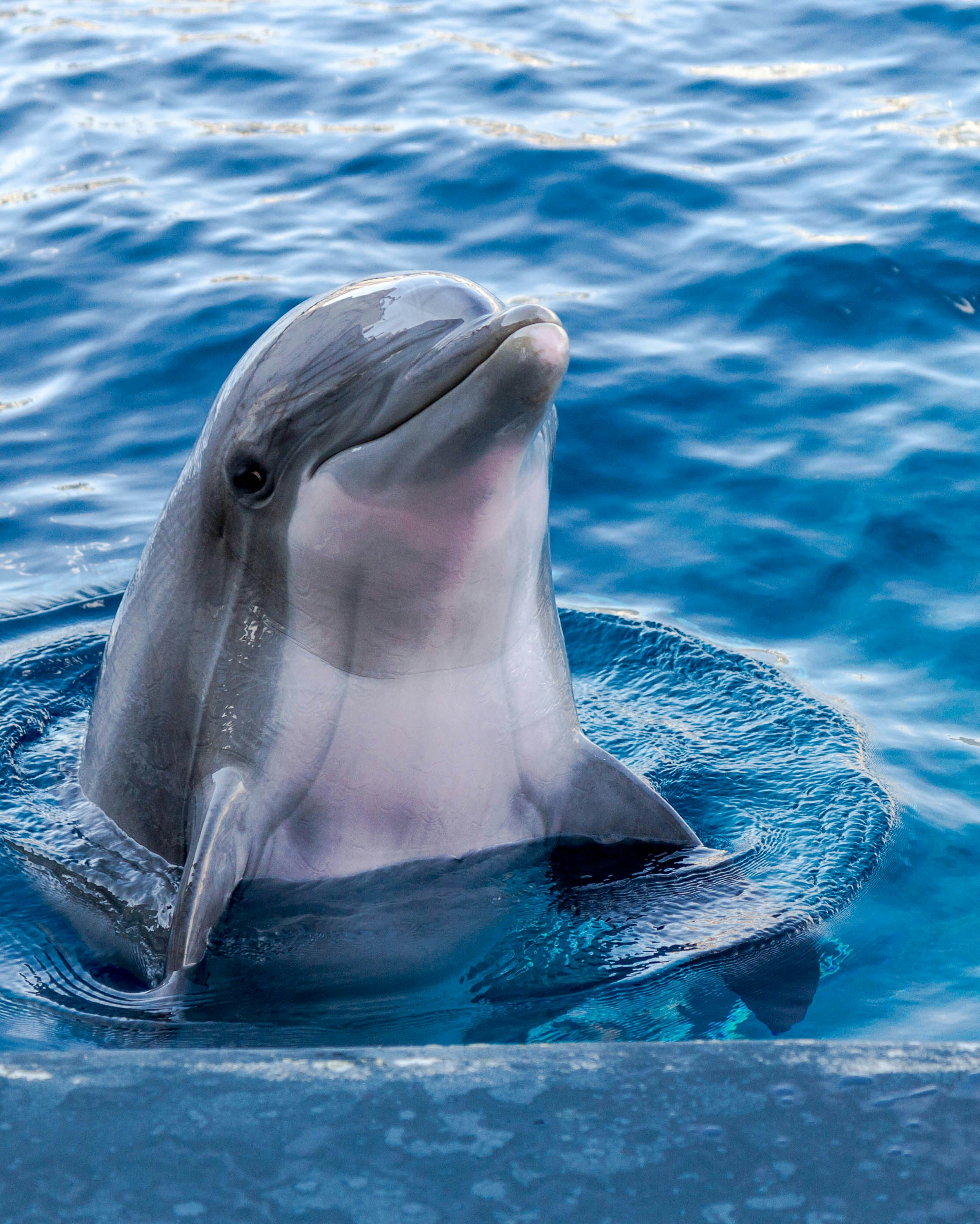 Dolphin Wallpaper: Free HD Download