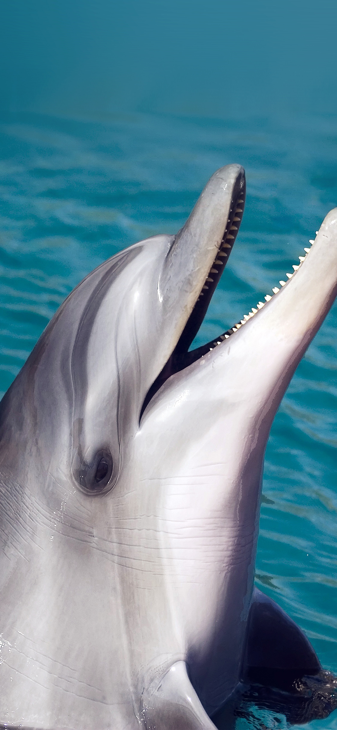 Dolphin Sea Animal Cute Wallpaper