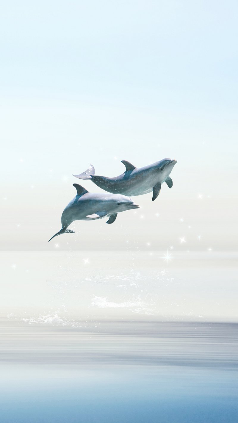 Dolphin Collage Image. Free Photo