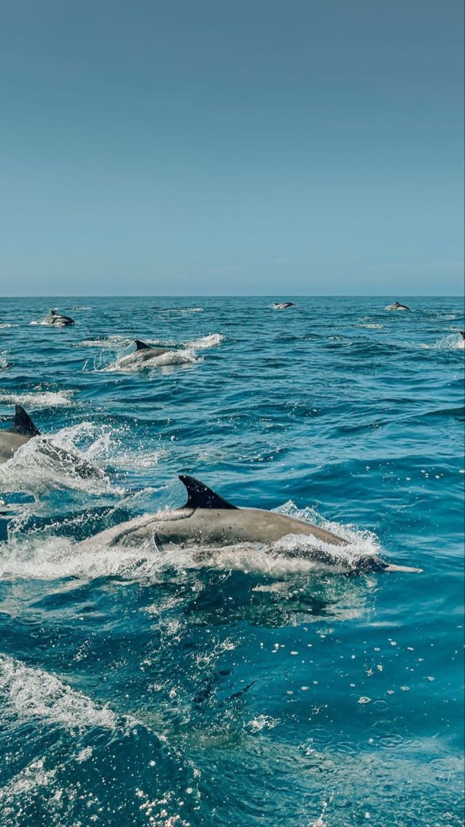Summer Dolphin Wallpaper. Sea life