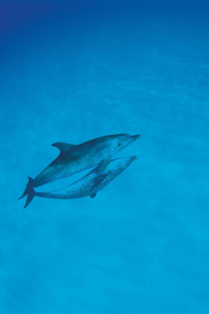 Download wallpaper 800x1200 dolphins