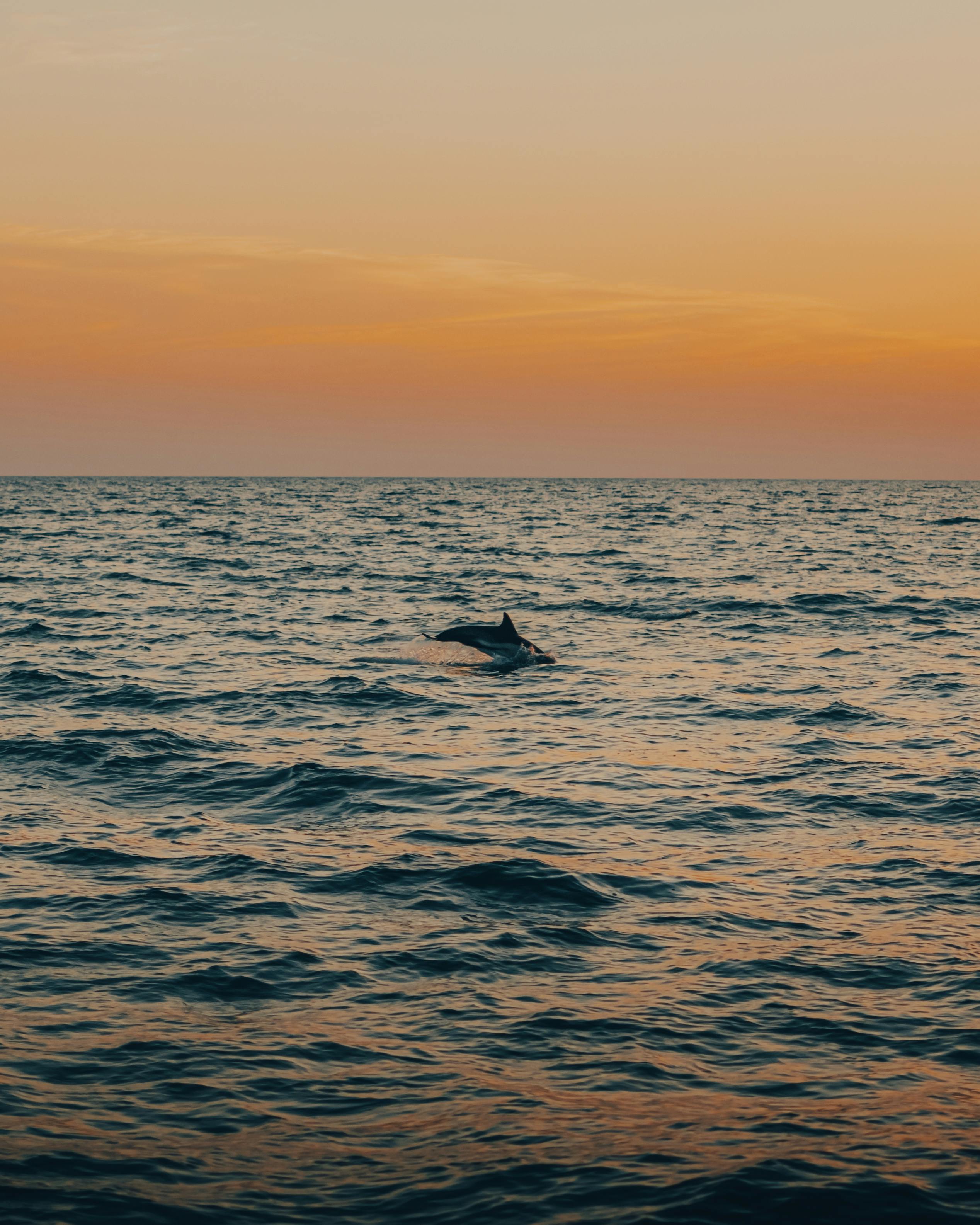Dolphin on the Sea · Free