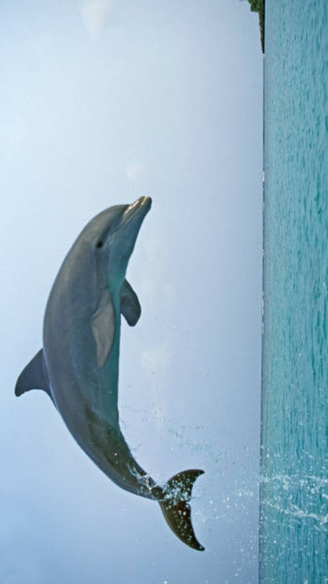Best Dolphin iPhone Wallpaper
