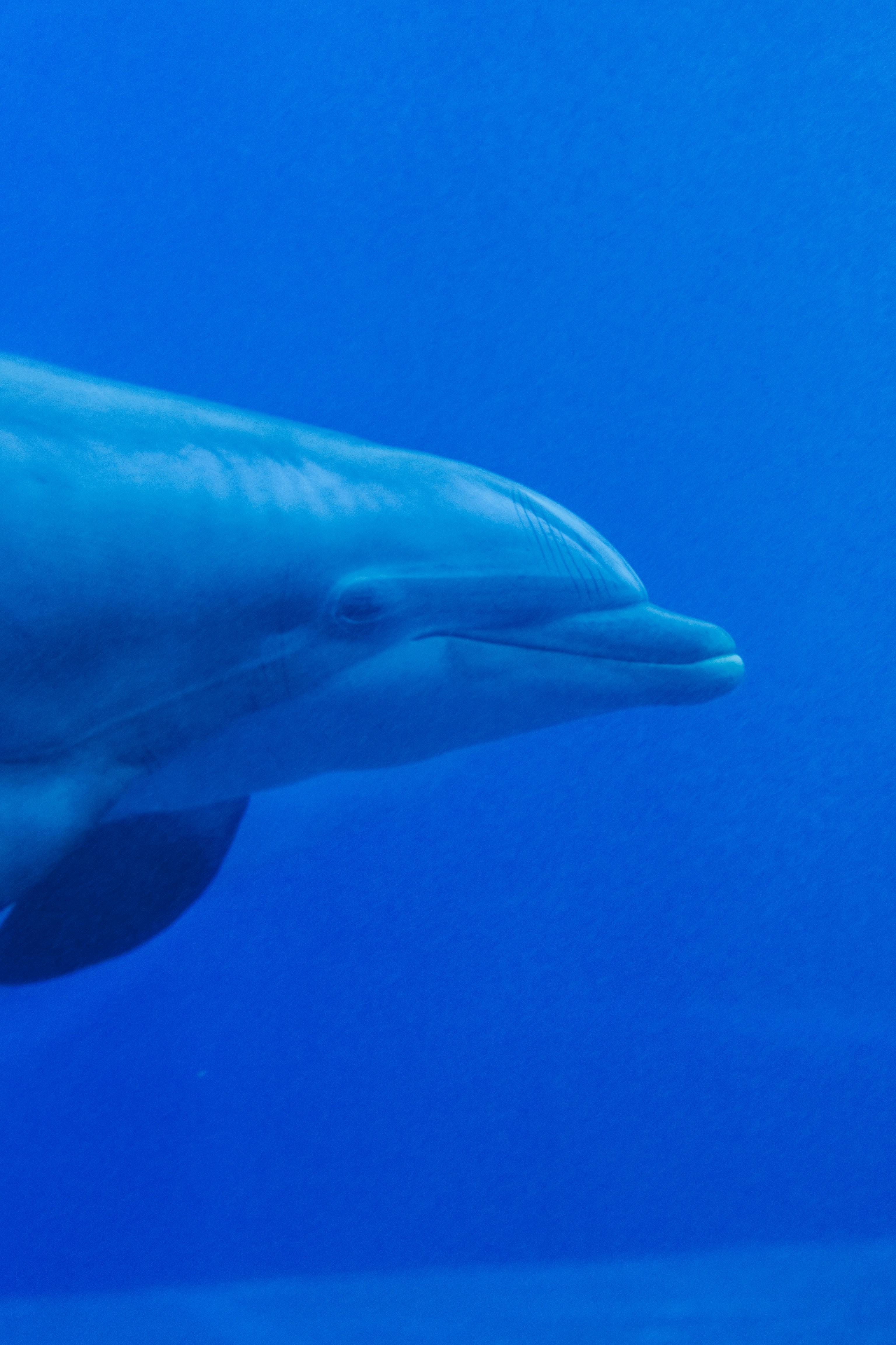 Undersea View of Swimming Dolphins