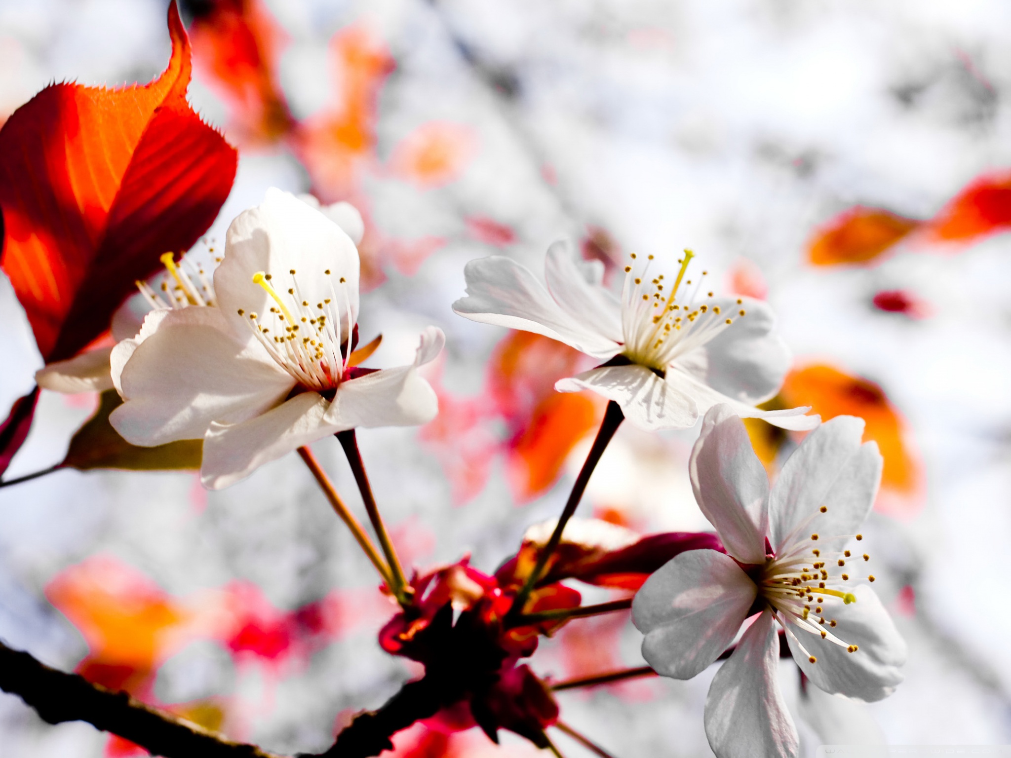 Spring Season Flowers Ultra HD Desktop