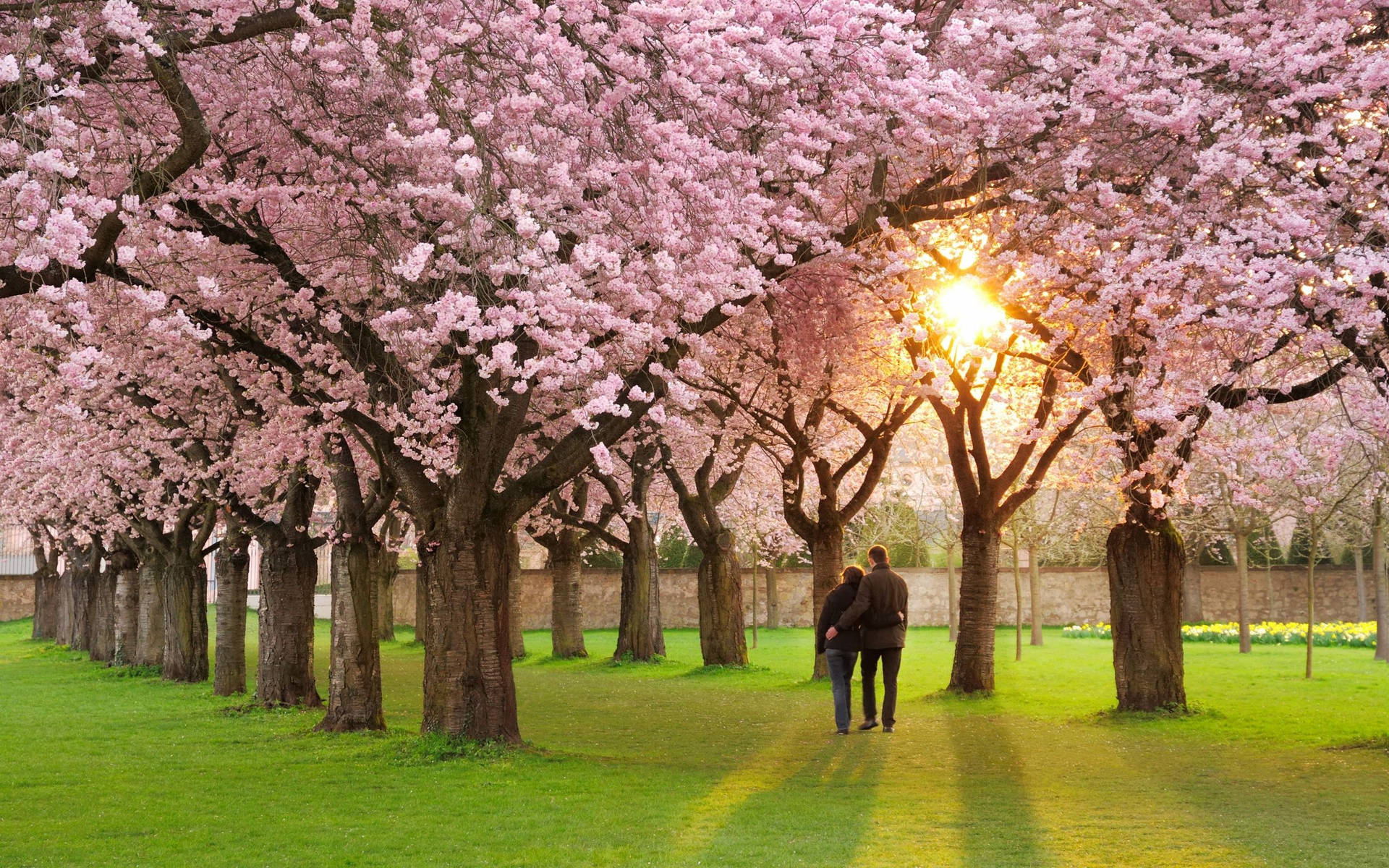 Cherry Blossom Trees Wallpaper