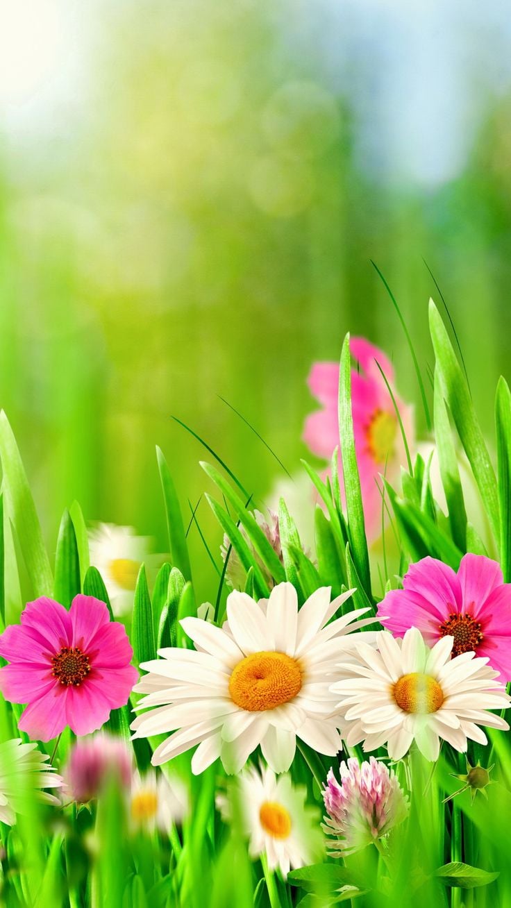 Spring Flowers Background Hupages