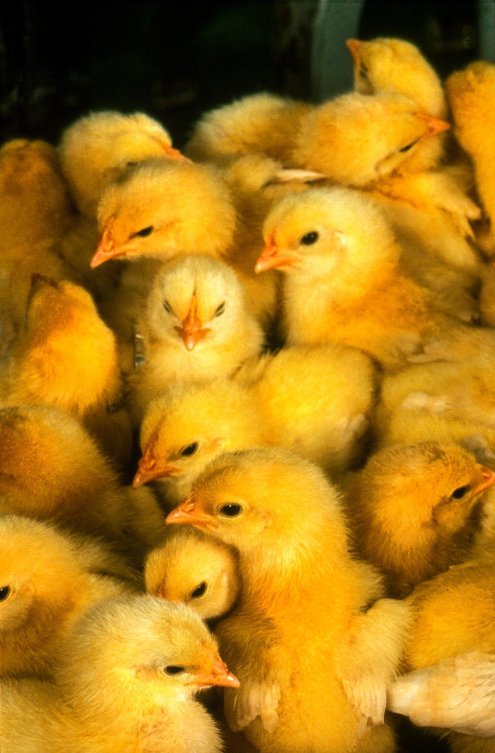 Free of Young Yellow chicks