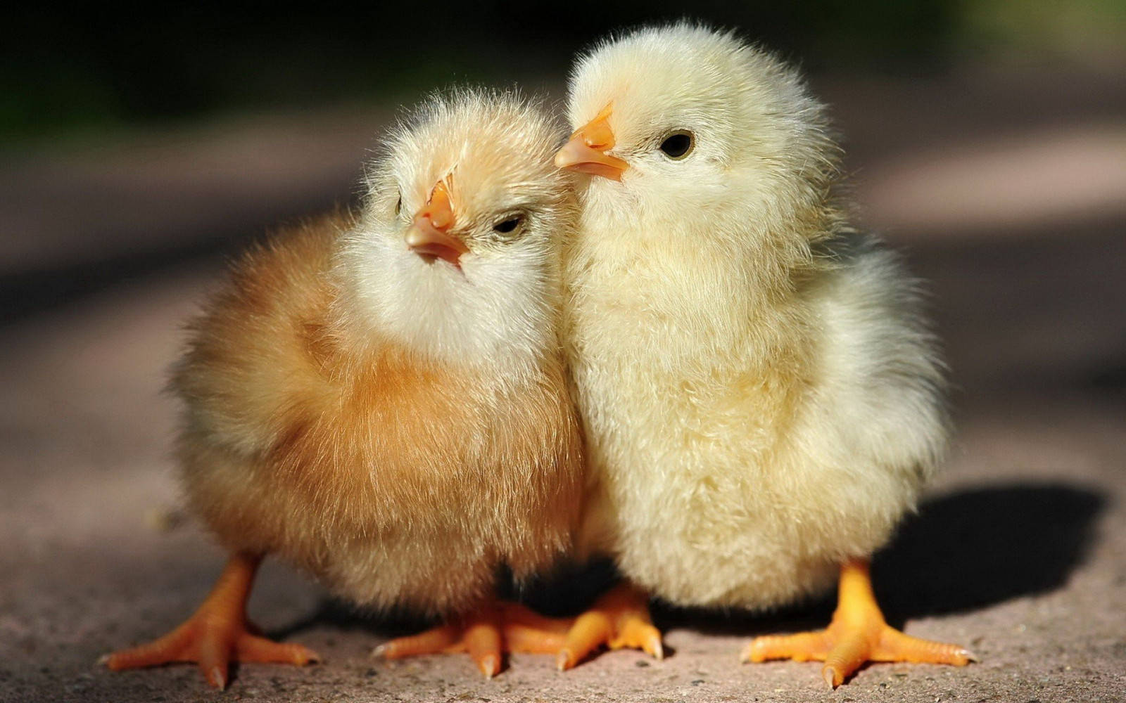 Chick Wallpaper