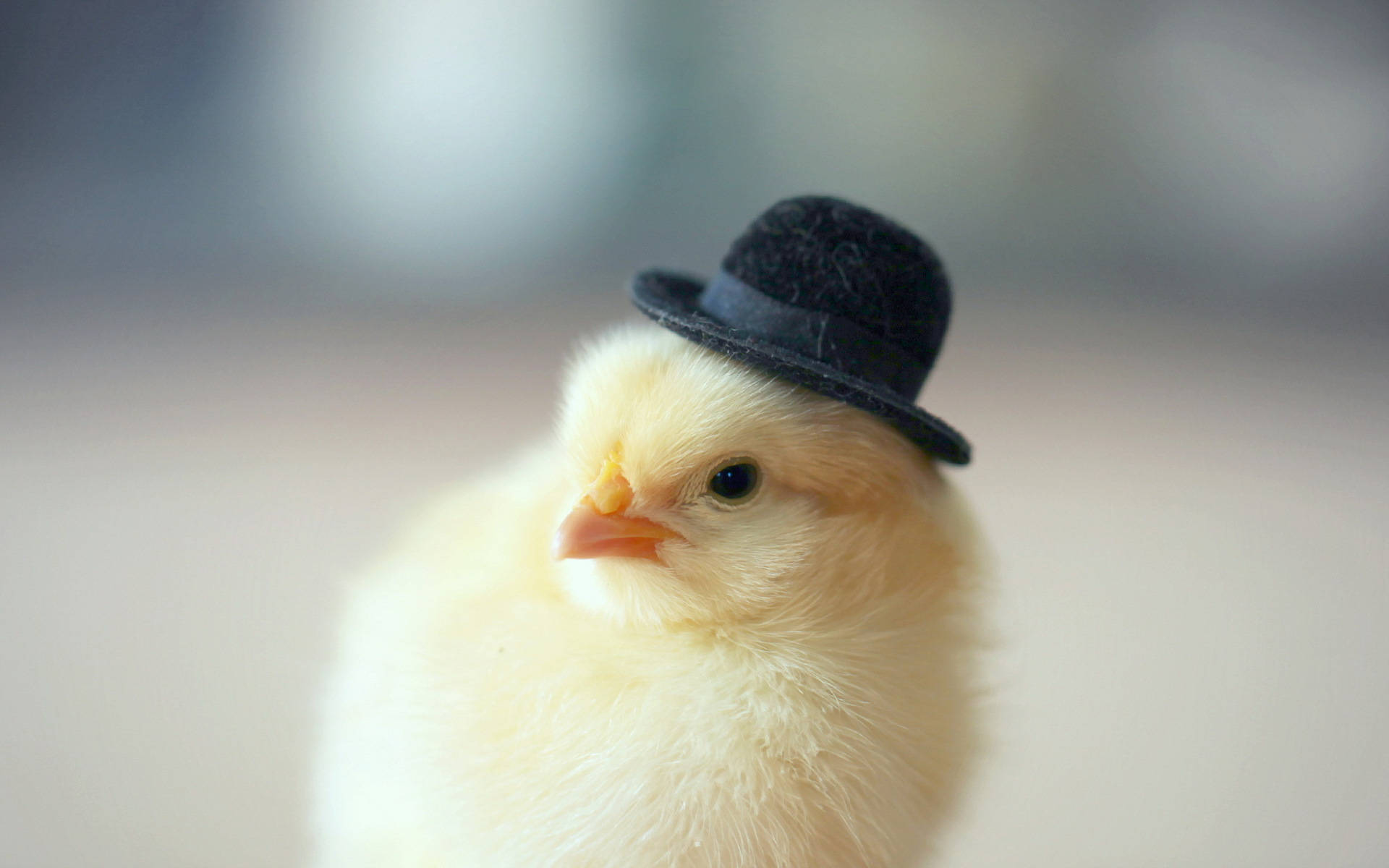 Chick Wallpaper