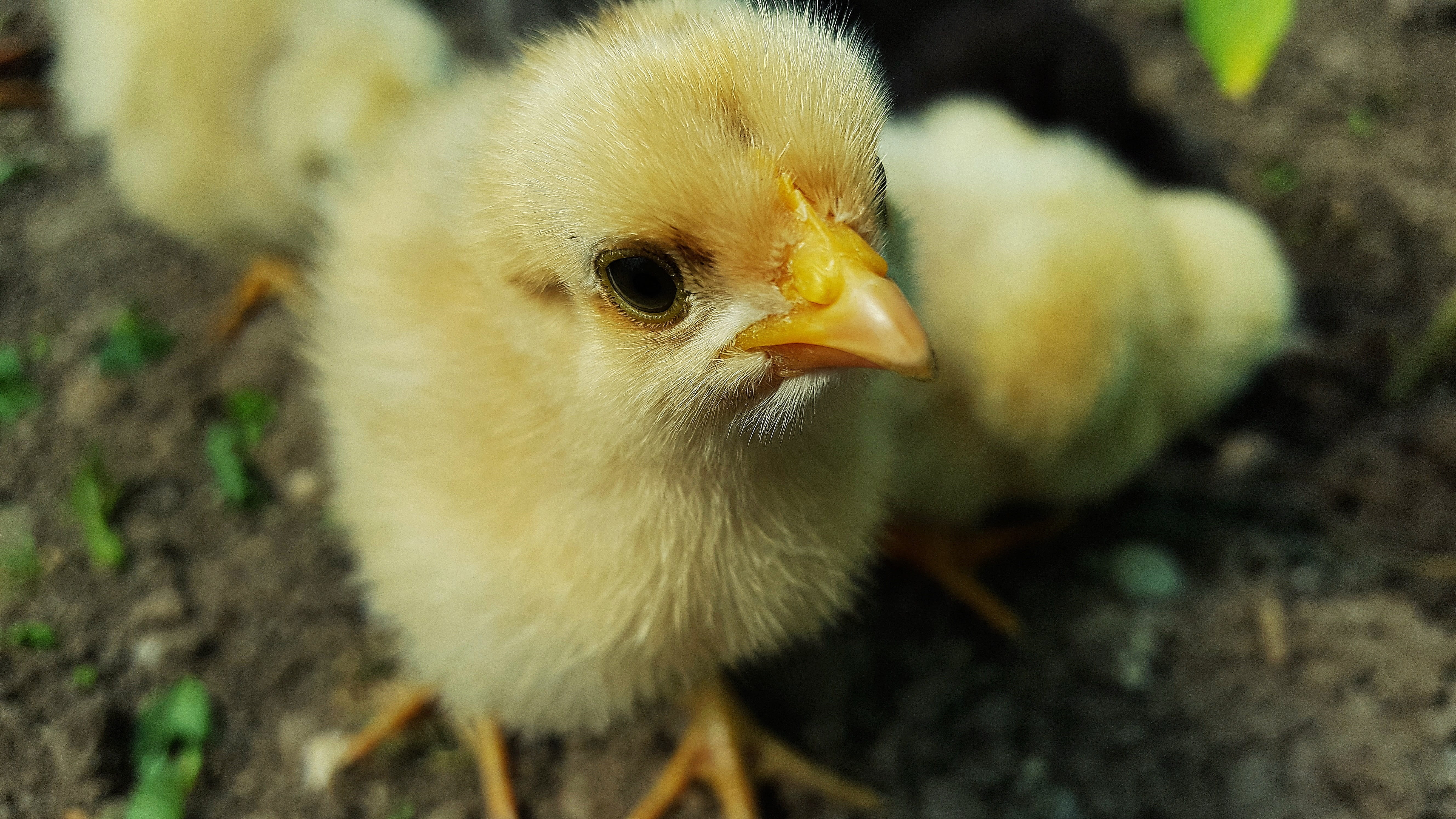 Close Up Photo Of Yellow Chicken Chick