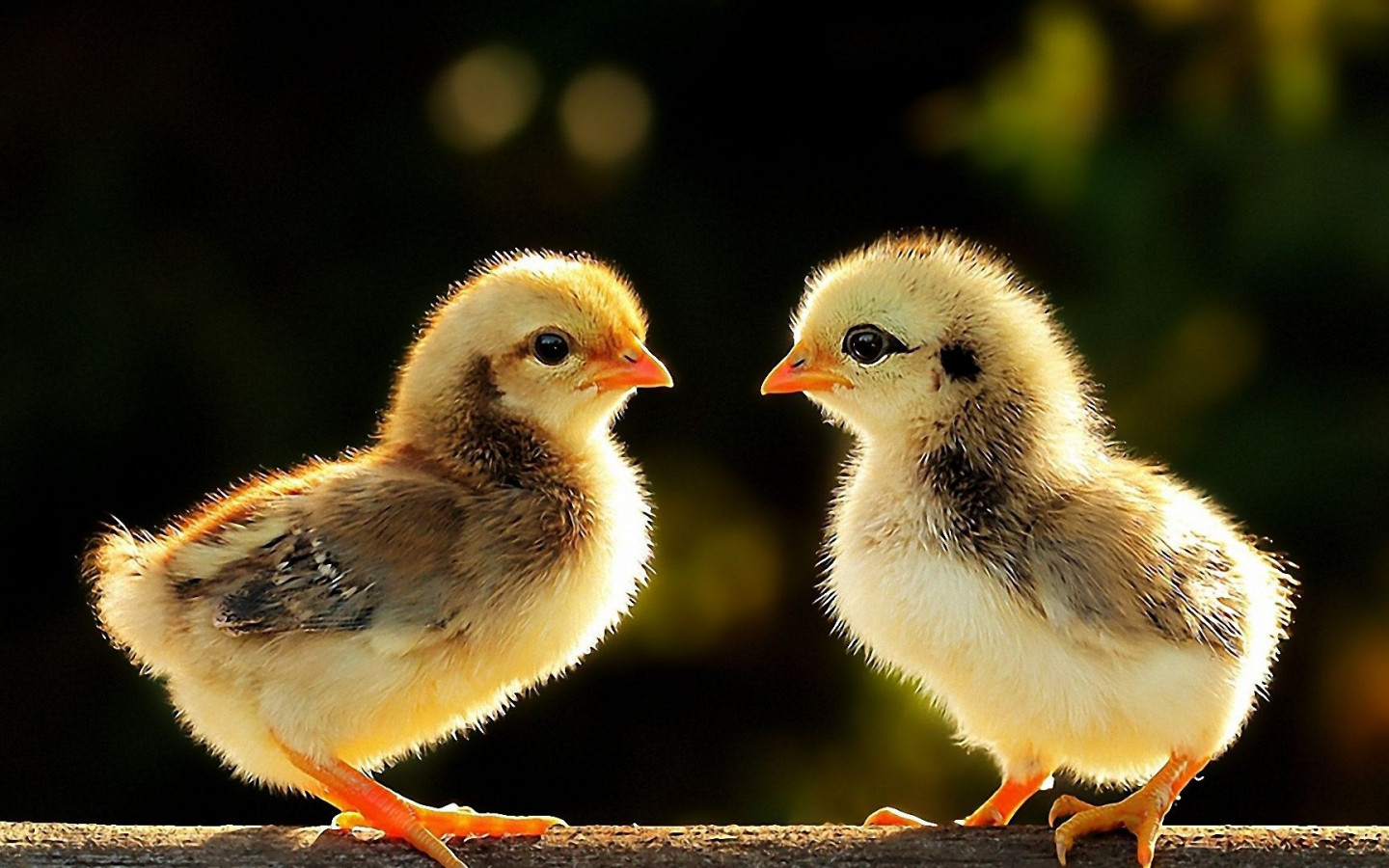 Cute Chicken Background Wallpaper 19975