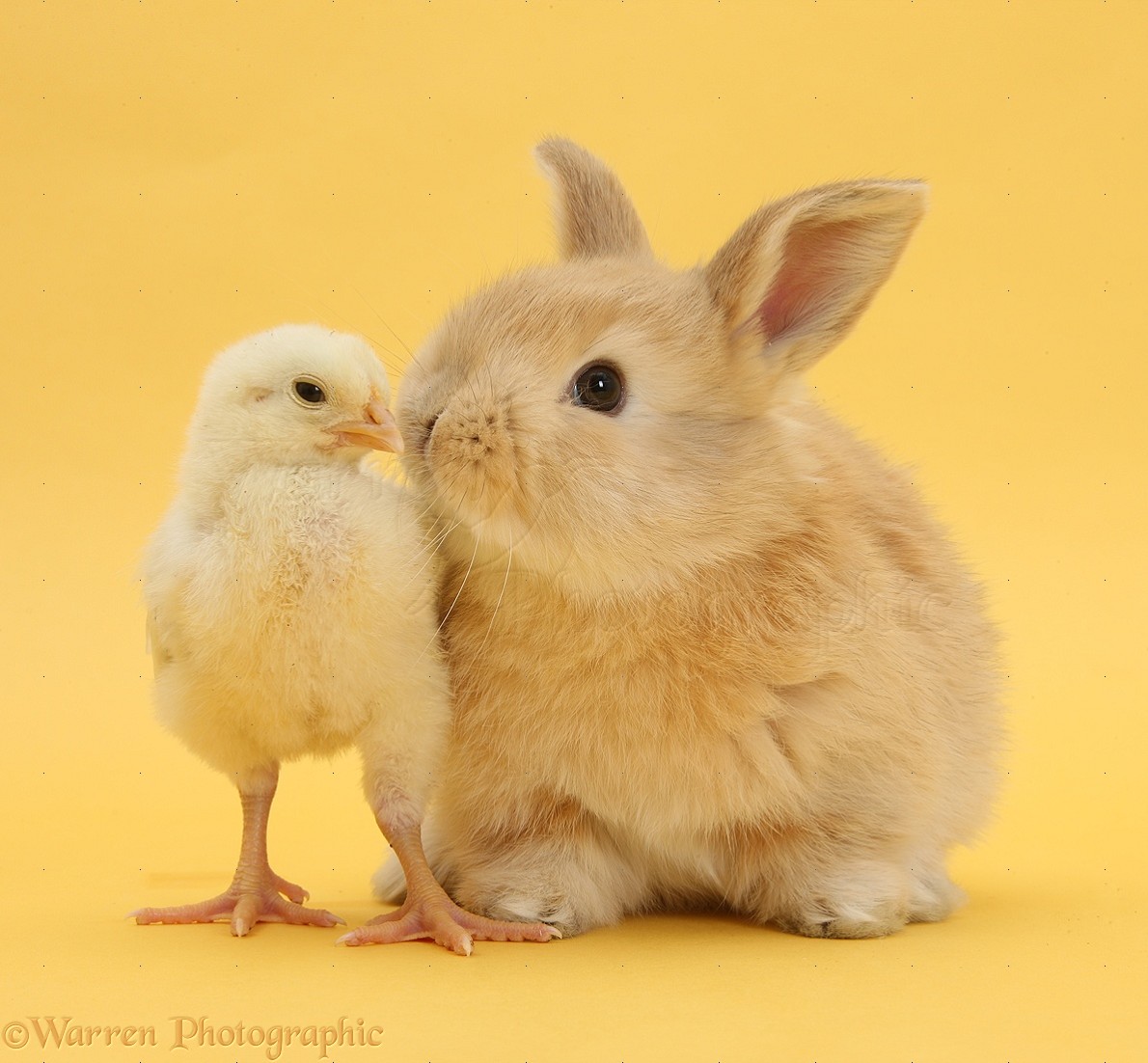 Cute sandy rabbit and bantam chick