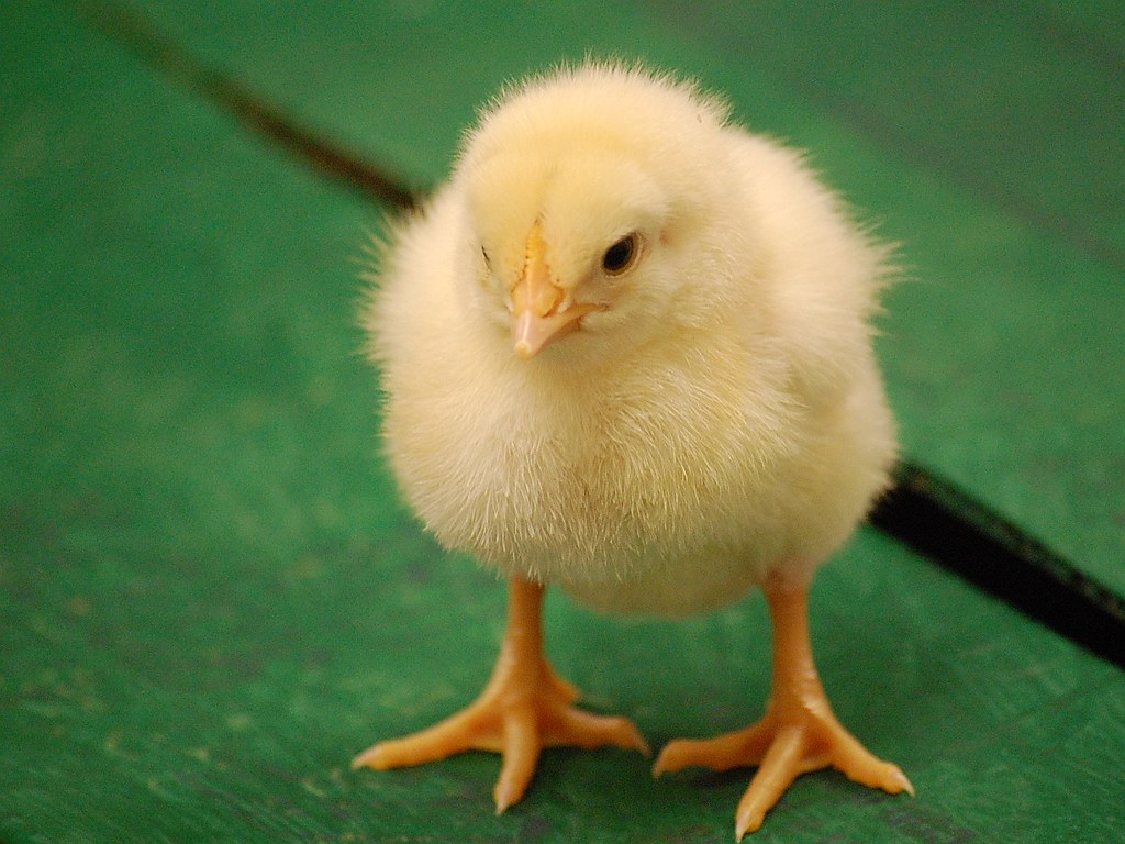 One Last Chick. A little while ago, I