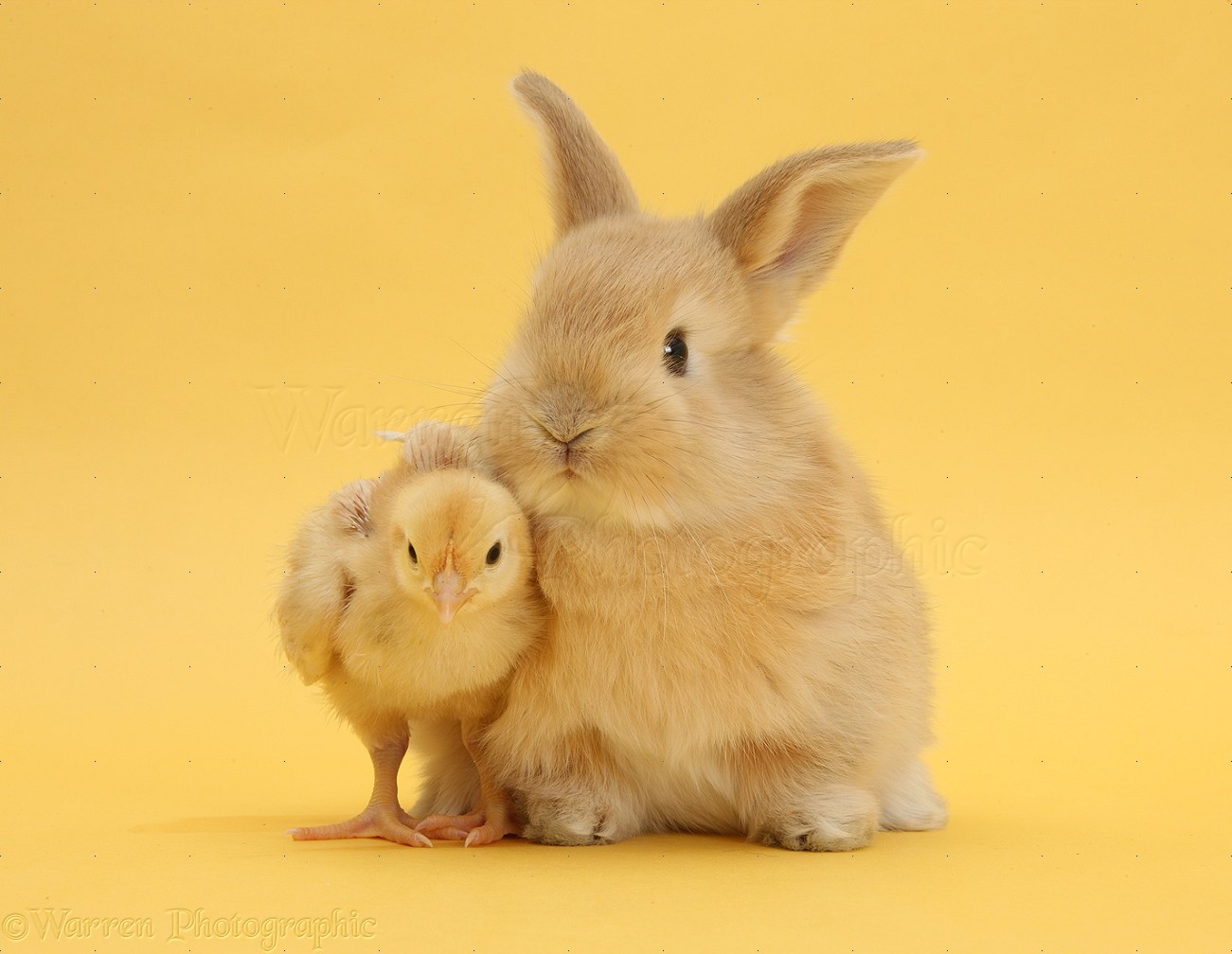 Cute sandy rabbit and bantam chick