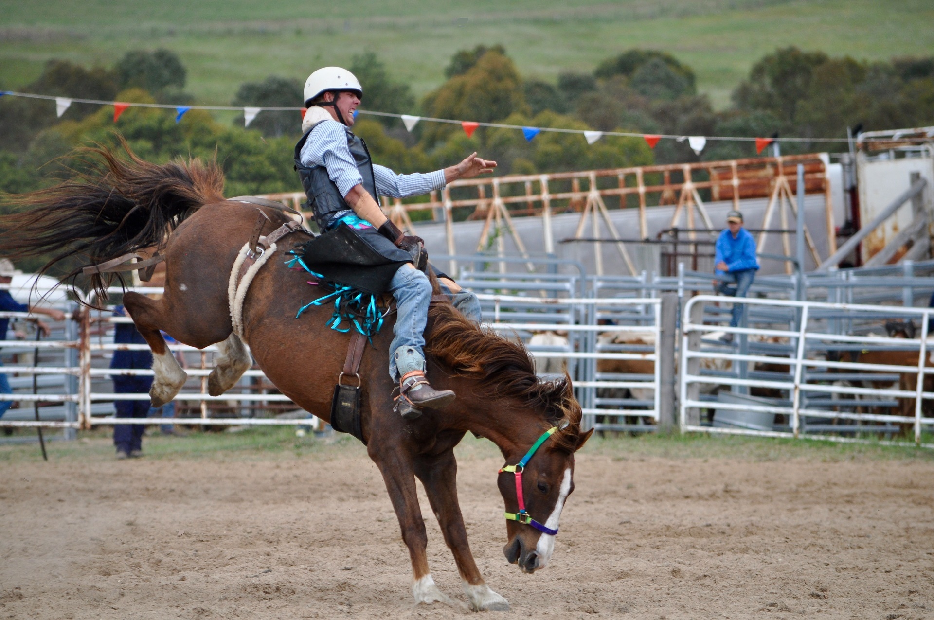 Sports, Horse, Cowboy, Rodeo download