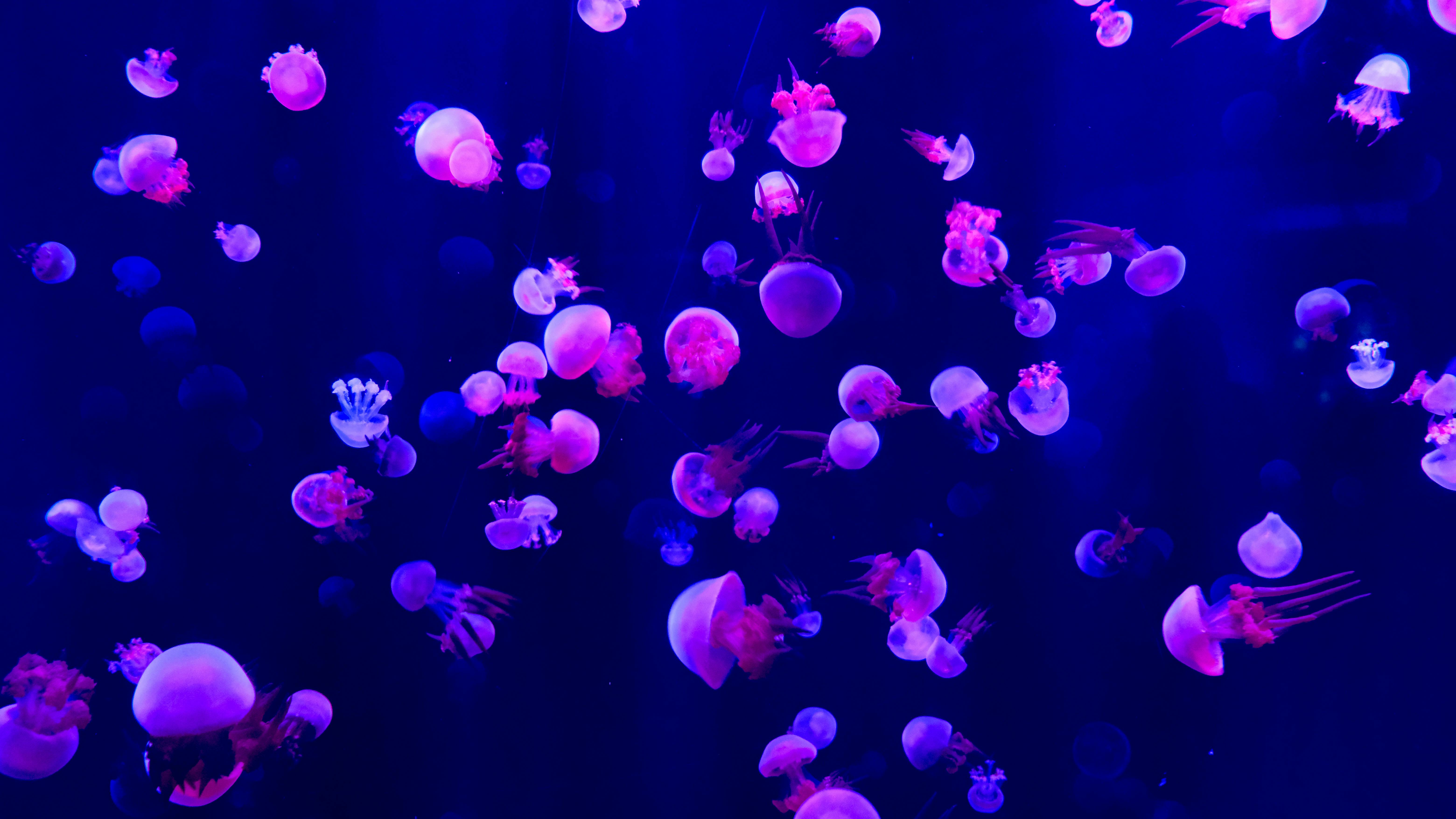 Jellyfish Photo, Download The BEST