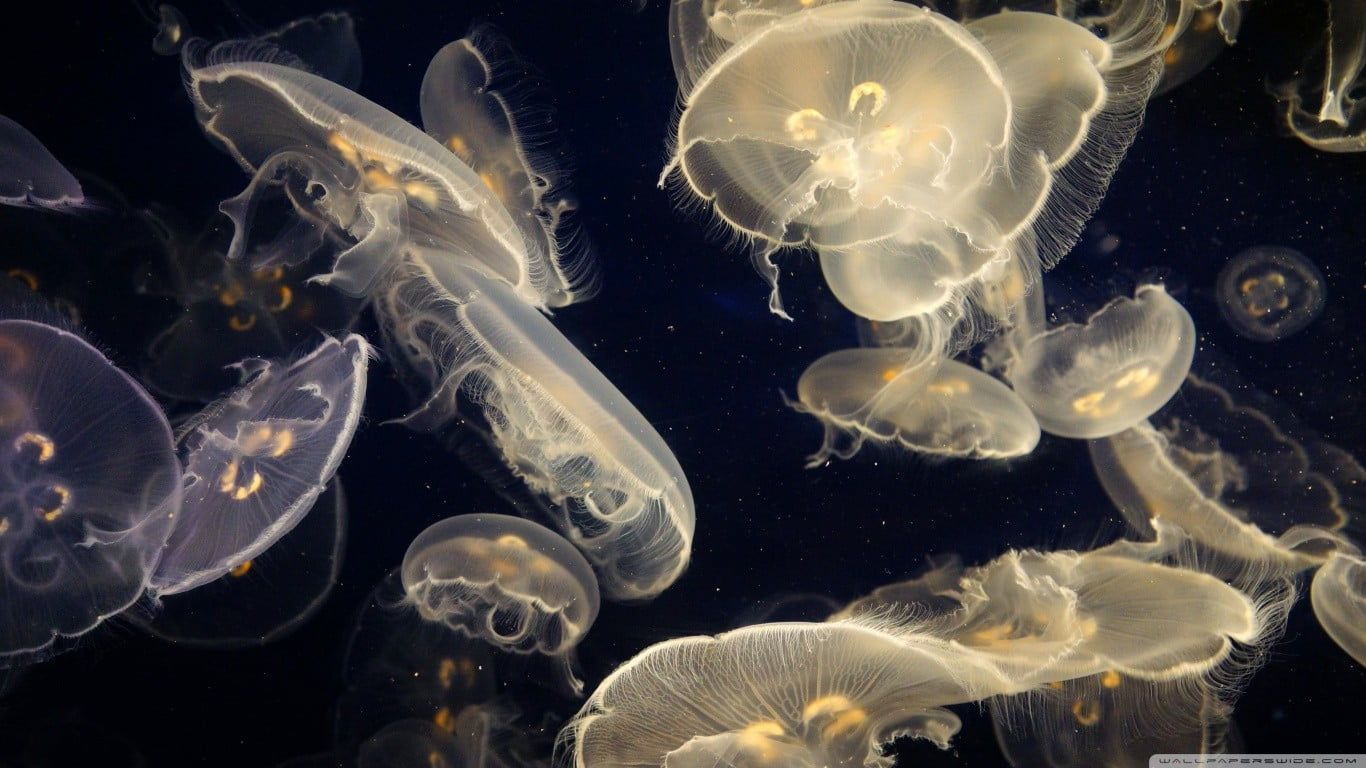 jellyfish lot #water #sea #Medusa