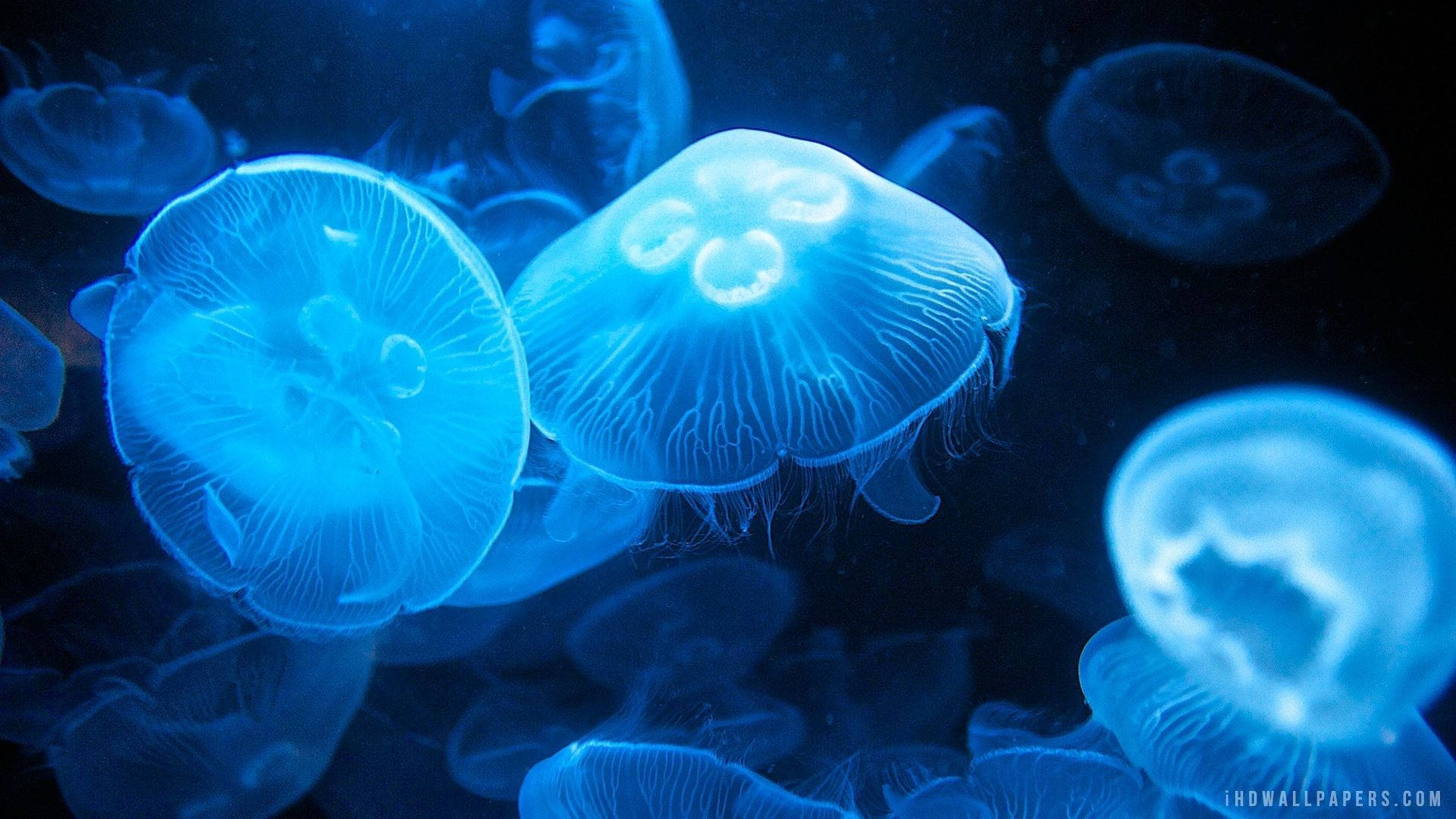 Free Jellyfish HD Wallpaper