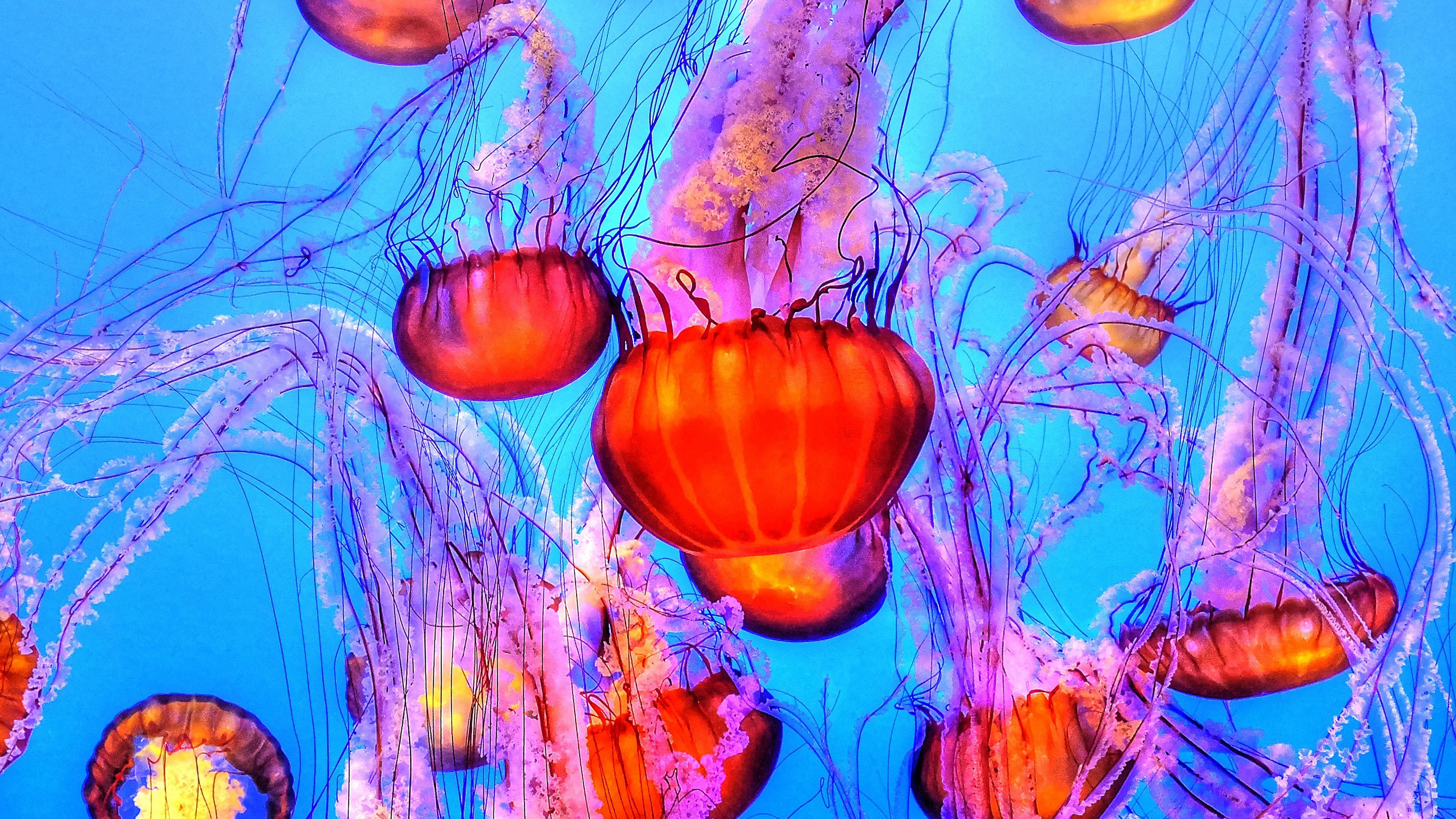 Jellyfish Water Ocean Red Blue