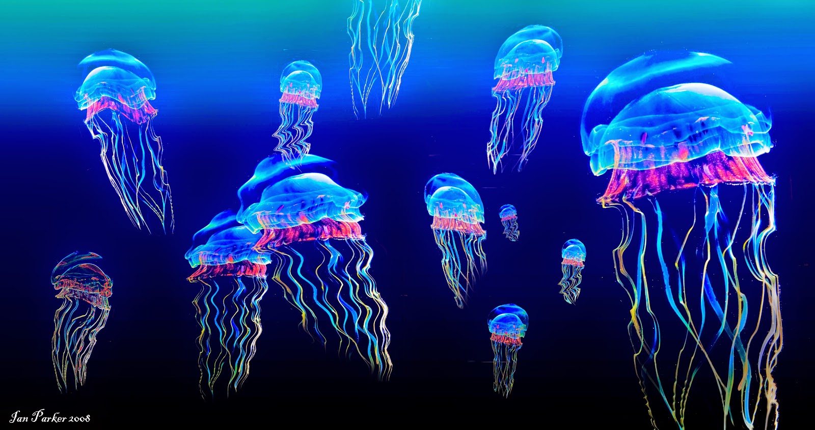 Jellyfish