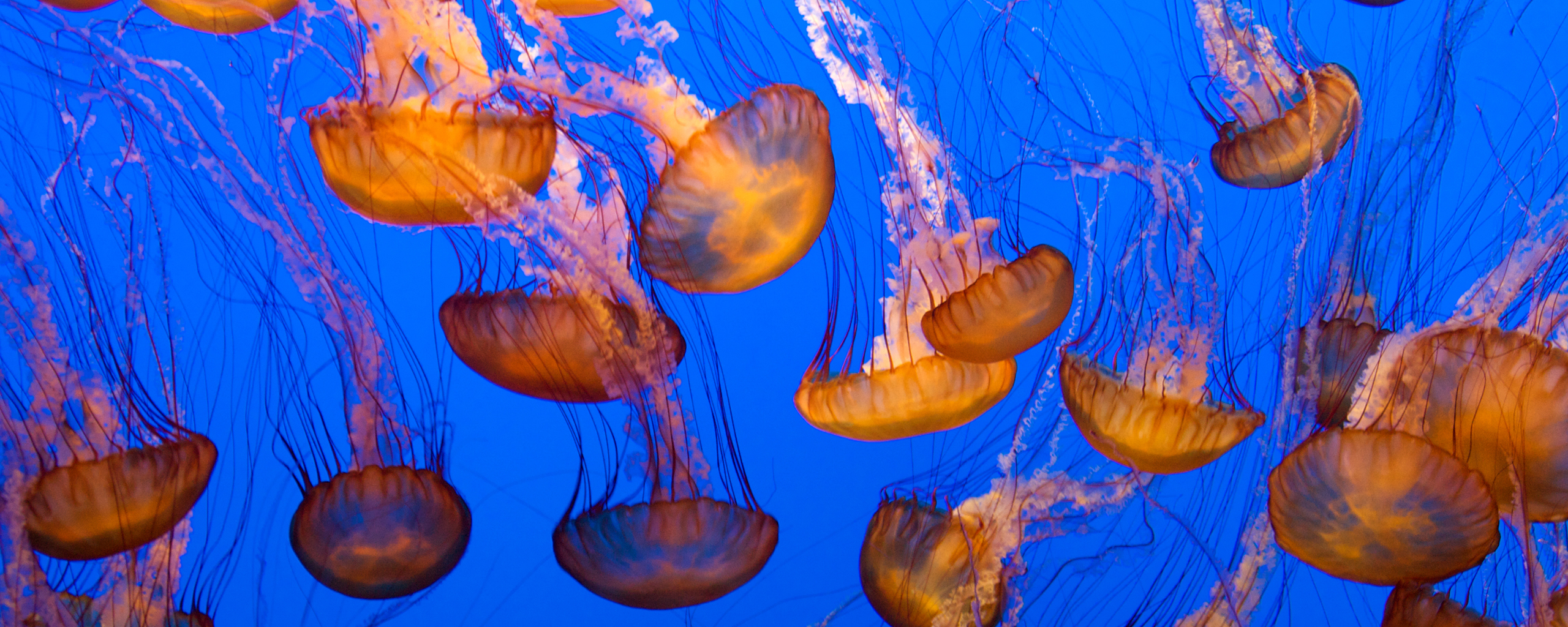 HD desktop wallpaper: Jellyfish, Fishes