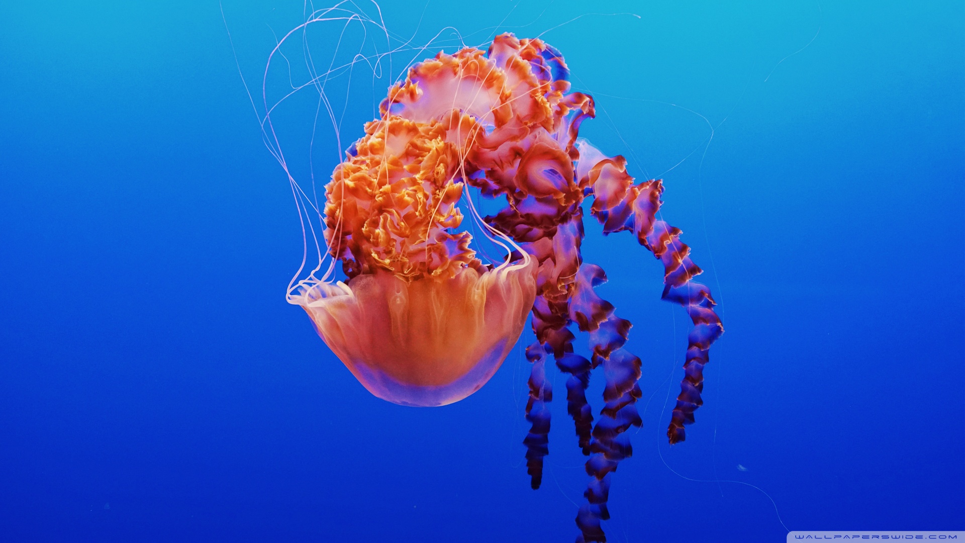 Beautiful Jellyfish Ultra HD Desktop