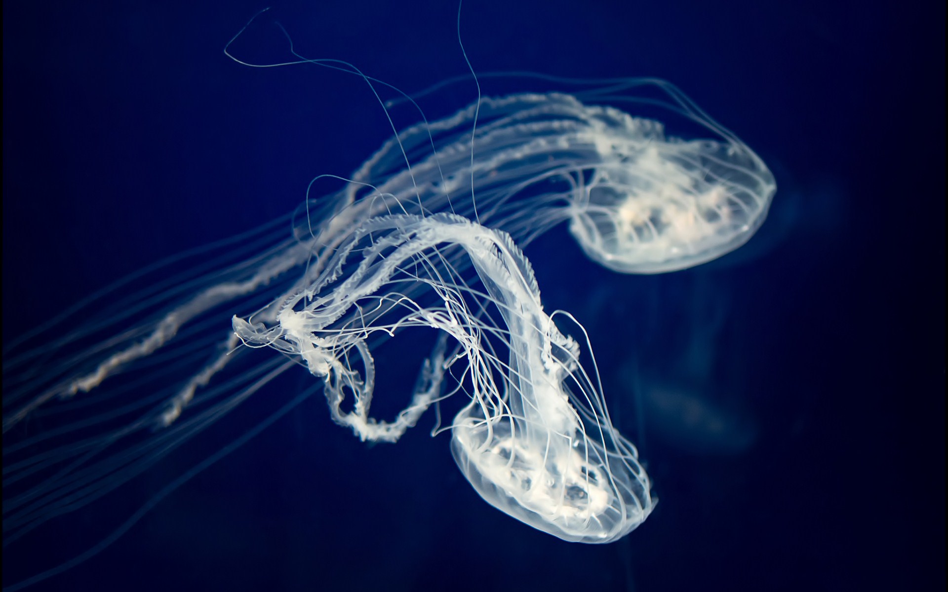 Jellyfish Wallpaper
