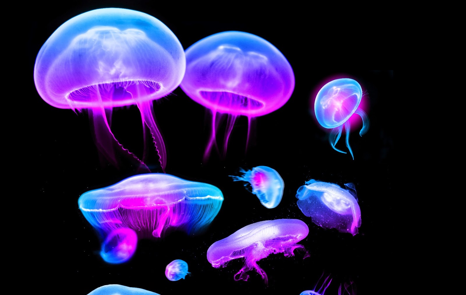 Jellyfish