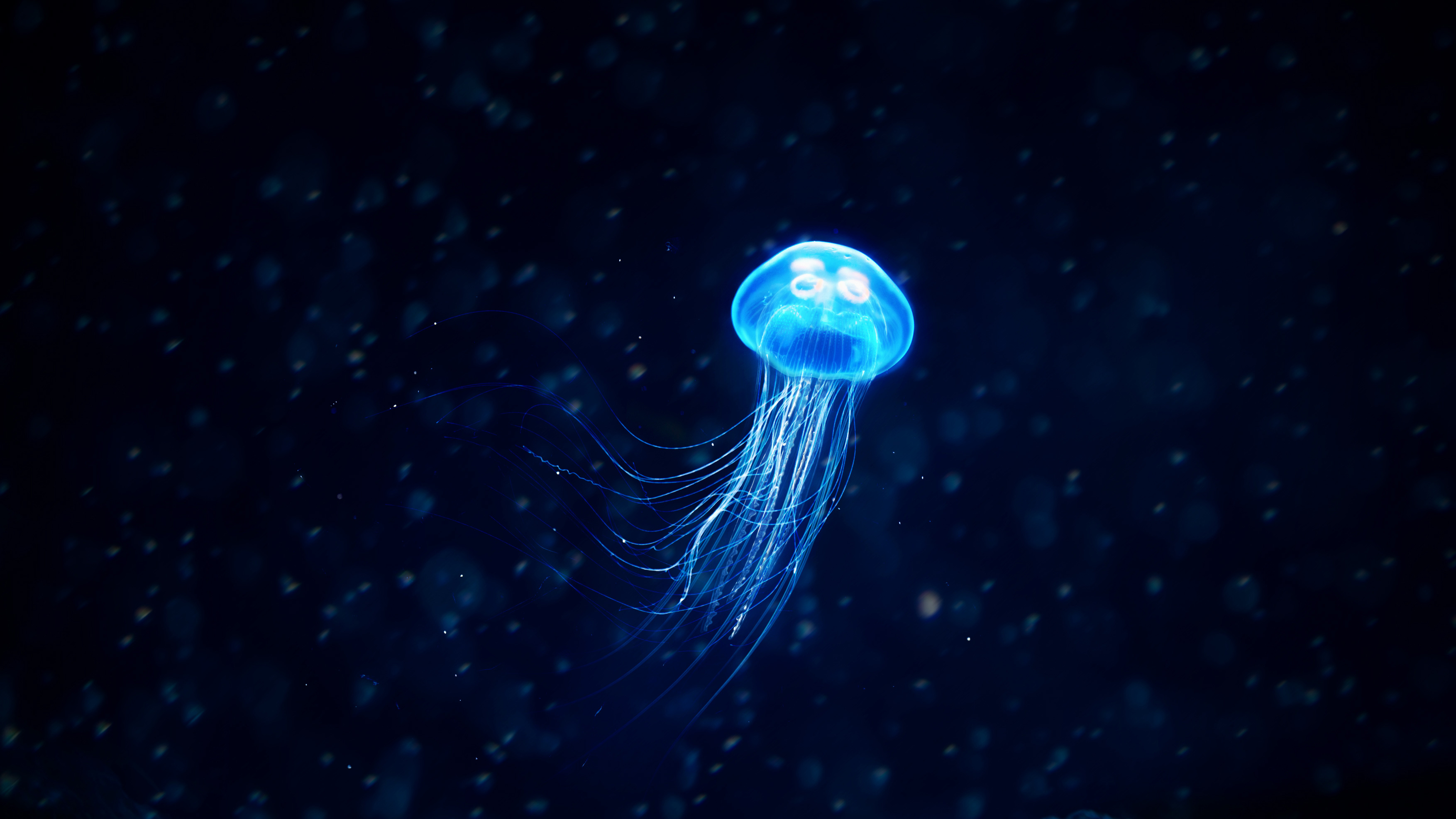 Jellyfish Illustration Wallpaper, HD