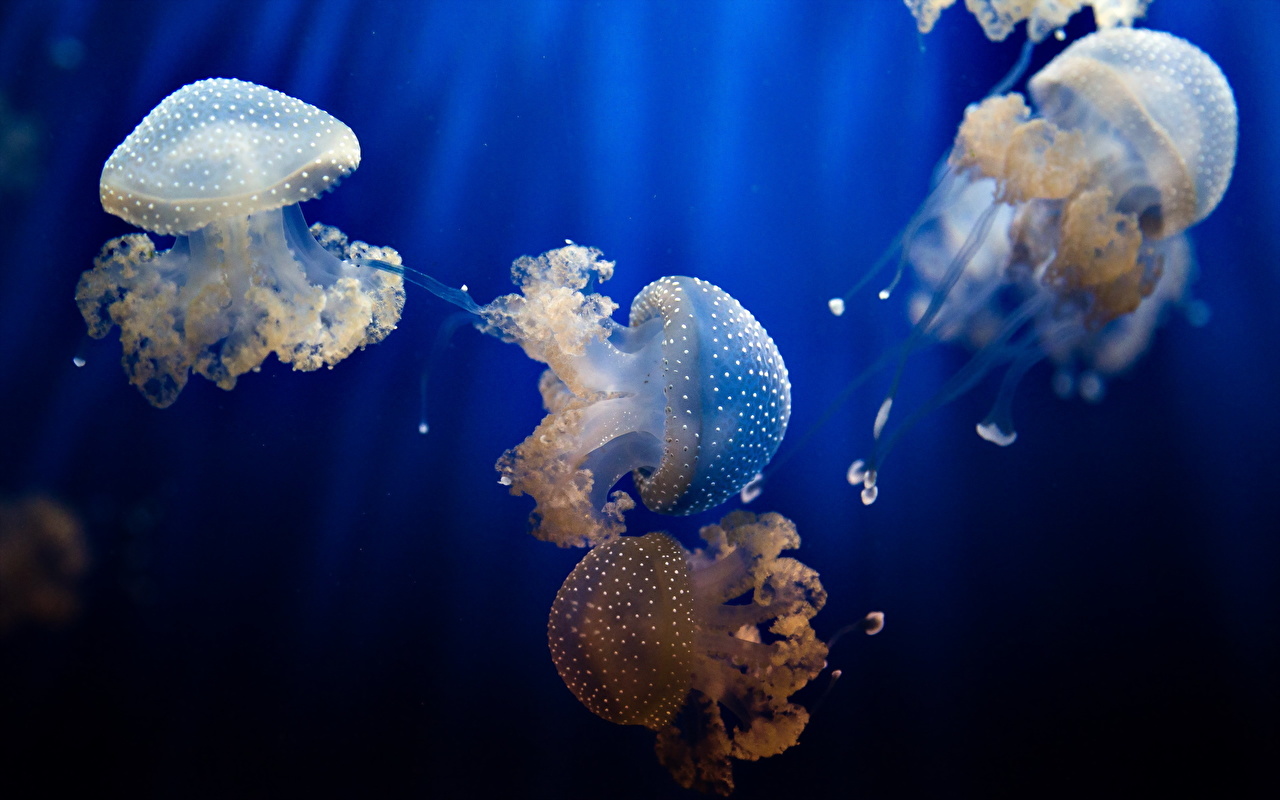 Desktop Wallpaper Jellyfish Underwater