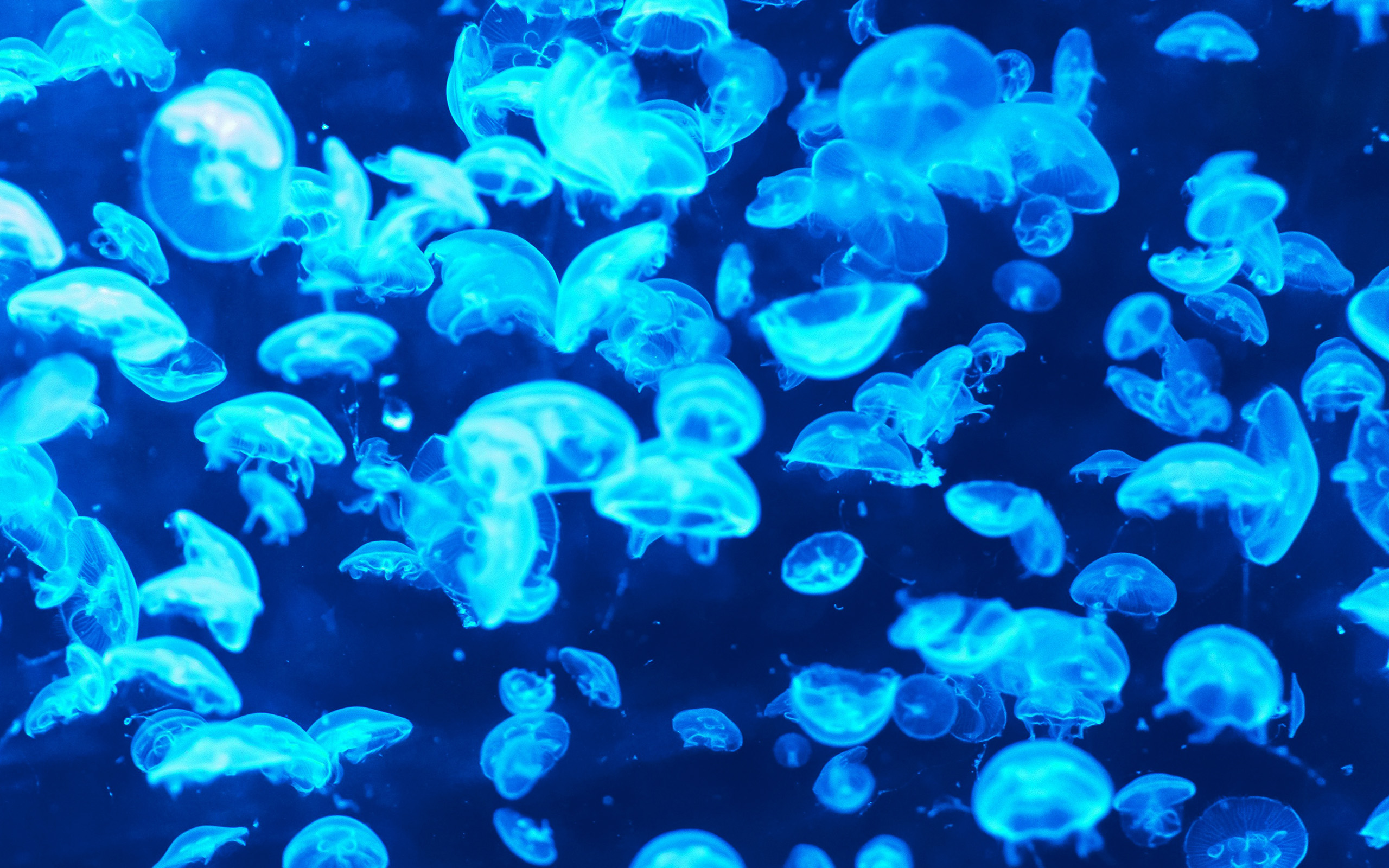 Animal Sea Ocean Blue Jellyfish