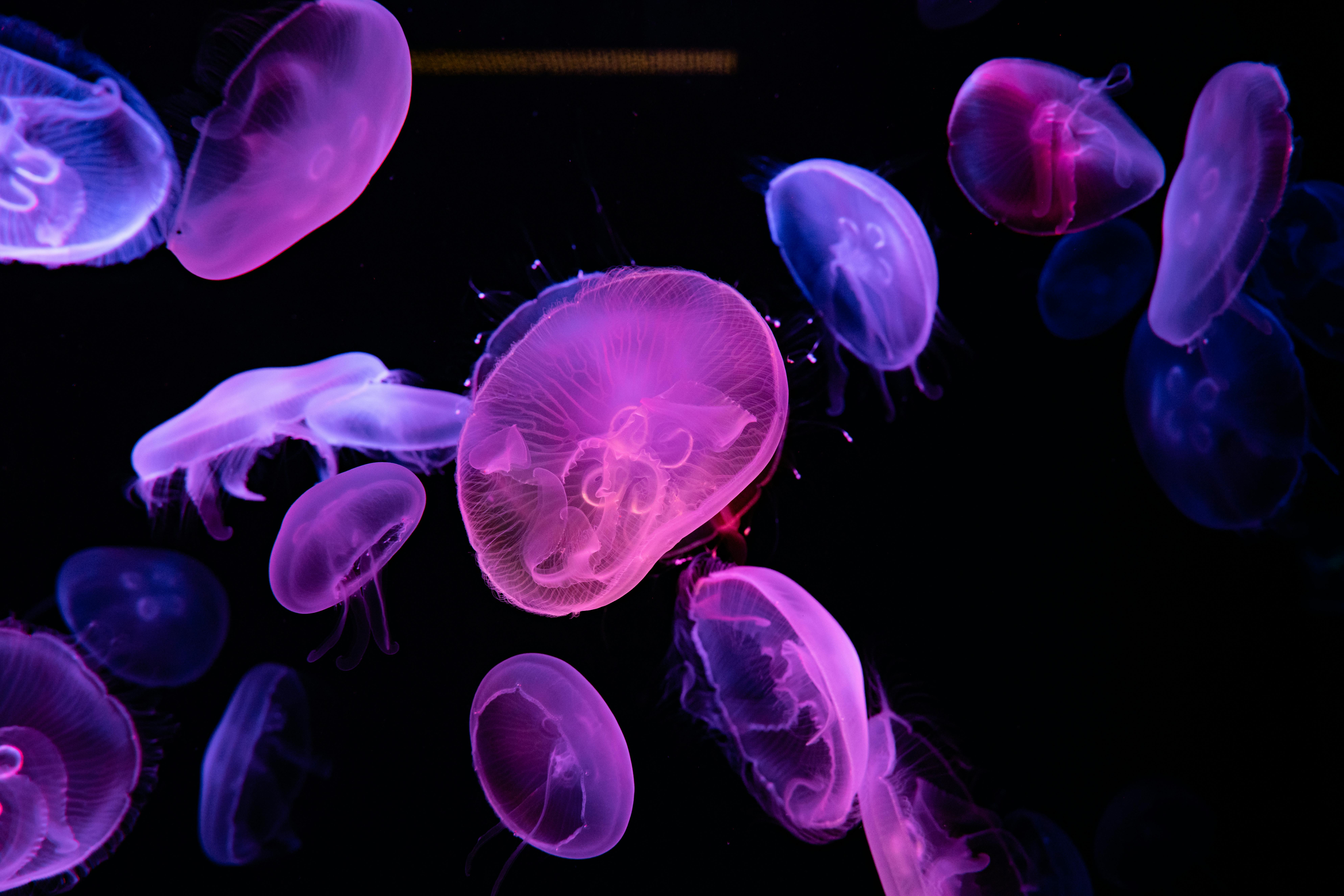 Purple Jellyfish in Water in Close Up
