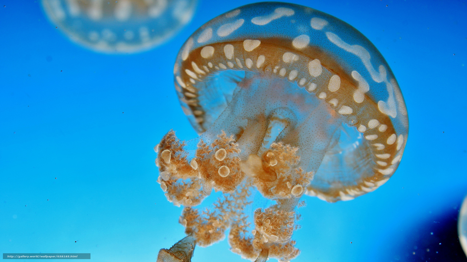 Download wallpaper jellyfish, Jellyfish