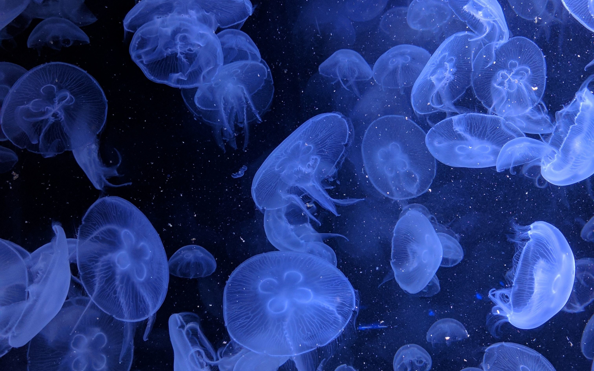 Download wallpaper 1920x1200 jellyfish