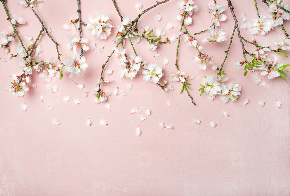 Spring almond blossom flowers