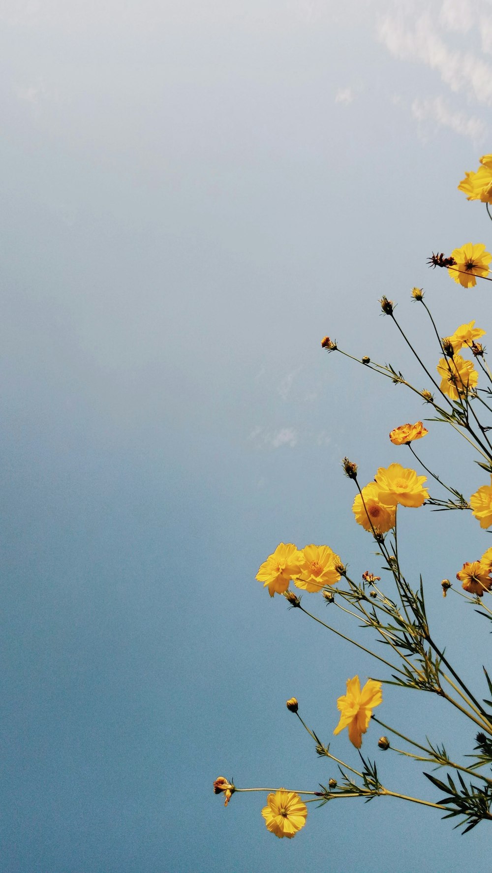 Yellow flowers against a blue sky