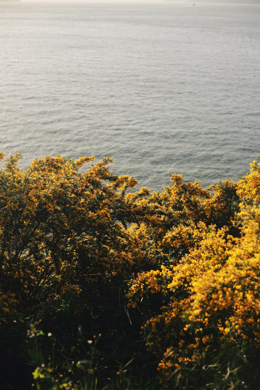 Green and yellow trees beside body