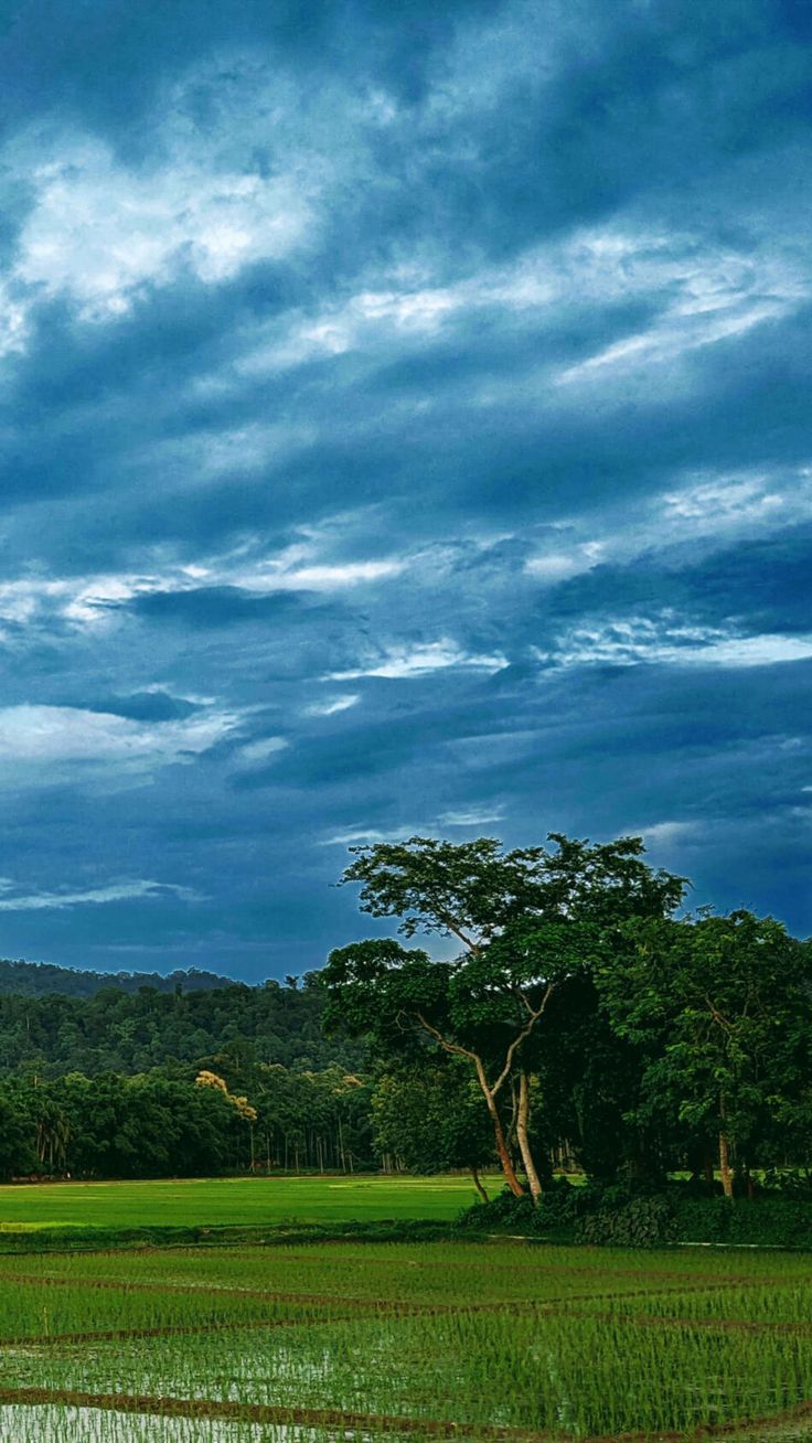 Rice Field Rainy Day Dark Clouds 4K