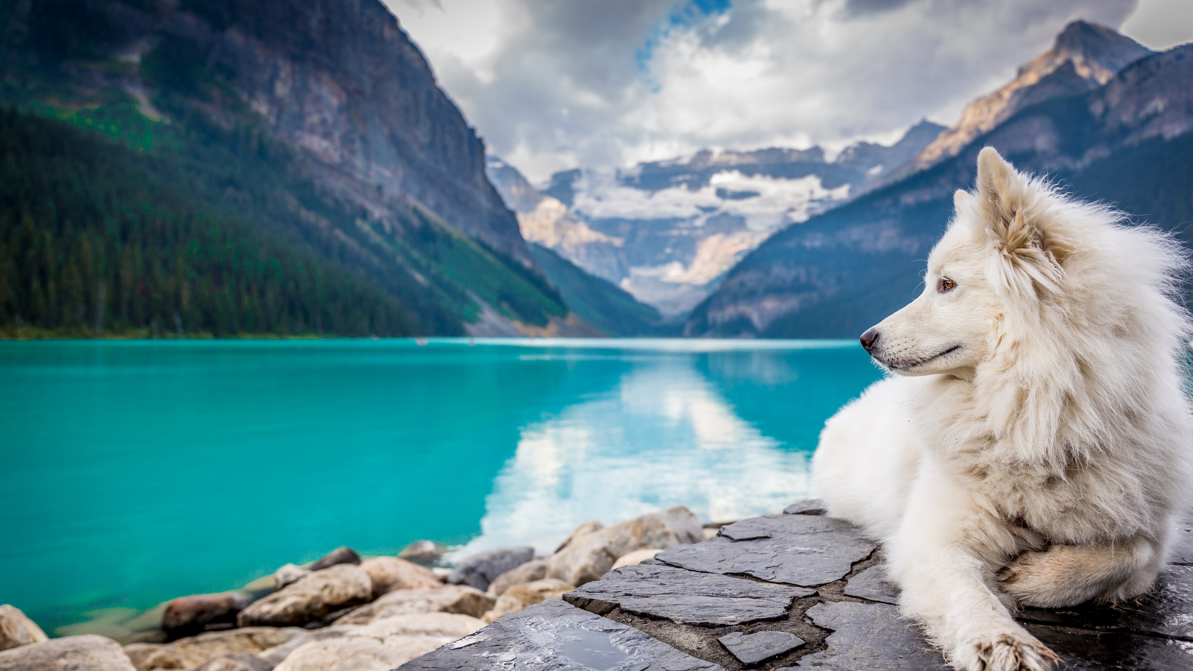 White Dog Wallpaper 4K, Mountains, Lake
